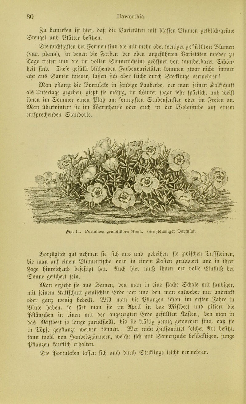 gu bemerfen tft t;icr, baß bic Varietäten mit Haffen Vlutnen gelblid^grüne Stengel unb Vlätter befit^en. Sie wid)tigften ber gönnen ftnb bie mit mehr ober Weniger gefiitlten Vtumen (var. plena), in bcneit bie garben ber oben angeführten Varietäten wieber gu Sage treten nnb bie im ootlcn Sonnenfd)eine geöffnet oon Wunberbarer Sd)ön= heit finb. Stefe gefüllt blühenben garbenoarietäten tommen gtoar nicht immer echt auö (Samen Wieber, taffen fid) aber leidet burd) Stedlinge oermehren! SUban pflanzt bie ^ortntate in fanbige Sauberbe, ber man feinen $alffd)utt als Unterlage gegeben, gießt fie mäßig, im SBxnter fogar fehl' fpärlidj, unb Weift ihnen im Sommer einen ^otaß am fonnigften Stubenfenfter ober im greieit an. 300 an überwintert fie int SBarmhaufe ober aitd) in ber SBoljnftube auf einem cntfpred)enben Stanborte. l$-ig. 14. Portulaea grandiflora Hook, ©vo&ÜIltiniger Spovtutflf. Vorzüglich gut nehmen fie fid) au$ unb gebcibcit fie ziepen Sufffteinen, bie man auf einem Vtumentifdw ober in einem haften gruppiert unb in ihrer Sage ^inretd^enb befeftigt t)at. 2tudh hier muß ihnen ber oottc (Einfluß ber Sonne gefiebert fein. SDban erzieht fie aiW Samen, beit man in eine fladje Sdjate mit fanbiger, mit feinem föatffdjutt gemifdjter (Srbe fäet unb beit man entWeber nur anbrüeft ober ganz Zeitig bebedt. SBiCt man bie üßflcmzen fd)on im erften galjre in SÖIüte haben, fo fäet man fie im Stprit in ba$ SObiftbeet unb pitiert bic Vflänzdjen in einen mit ber angezeigten (Srbe gefüllten haften, ben man in bab dftiftbeet fo lange zurütfftetlt, bib fie träftig genug geworben ftnb, baß fie in Söpfe gepflanzt Werben fönneit. SB er nicht §ülf$mittet folcbcr Slrt befißt, tarnt Wohl oott §anbet8gärtnern, Welche fid) mit Samenzudpt befebäftigen, junge Pflanzen fäuflid) erhalten. Sie Sßortulafen taffen fid) and) burd) Sterlinge leicht oermehrett.