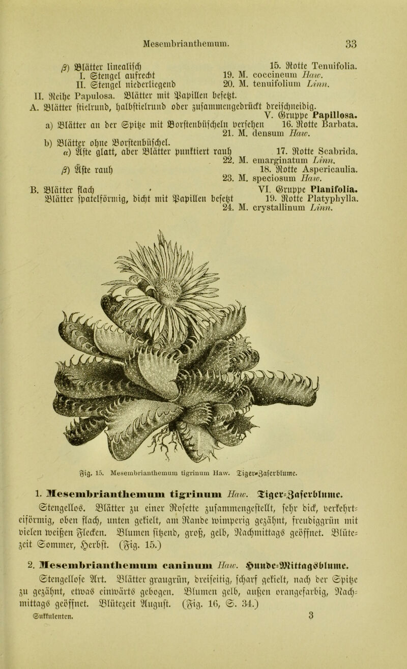 ß) ©bitter lincalifd) 15. 9tottc Tenuifolia. I. ©tenget aufrecht 19. M. coccineum Iiaw. II. ©tenget nieberliegeub 20. M. tenuifolium Linn. II. SKcilje Papulosa, ©lütter mit Sißapillett befefet. A. 93Iätter ftielrunb, ^albfticlrunb ober gufammengcbrücft breifdpteibig. V. ©ruppe Papillosa. a) Blätter au ber ©pipe mit ©orftenbüfd&eln Perfepeit 16. »totte Barbata. 21. M. densum Haw. b) ©lütter olpte ©orftenbüfdfel. a) 2tftc glatt, aber Blätter punftiert raut) 17. Flotte Scabrida. 22. M. emarginatum Linn. ß) 2tfte raut) 18. Piotte Aspericaulia. 23. M. speciosum Haiv. B. ©lütter flad) • VI. ©nippe Planifolia. ©Kitter fpatetförmig, bicf)t mit ^apttteu bcfept 19. 9iotte Platyphylla. 24. M. crystallinum Linn. gig. 15. Mesembrianthemum tigrinum Haw. 2;iger<*3afcvMume. 1. Mesembriaiithemum tigrinum Haw. Xigcr=©nferblumc. ©tengettoS. ©lütter §u einer Sftofette gufammengeftellt, fcf;r bid, b erdet) rt= eiförmig, oben fladj, unten gefielt, am ©anbe ibtmperig gejäpnt, freubiggrün mit bieten toeigen gleden. ©turnen fipenb, grog, gelb, ÜRad^mittagS geöffnet. ©lüte= Seit ©ommer, §erbft. (gtg. 15.) 2. Mesembrianthenmm caninum Haw. ^uube^llitta^tilumc» ©tengeltofe 2lrt. ©lütter graugrün, breifeitig, fd)arf gefielt, na cf) ber ©pipe 31t gejapnt, ct)ba3 cinibärtö gebogen. ©Inmen gelb, äugen orangefarbig, ©ad;; mittag# geöffnet, ©lüte^eit 9luguft. (gtg. 16, ©. 34.) ©ulfulenten. 3