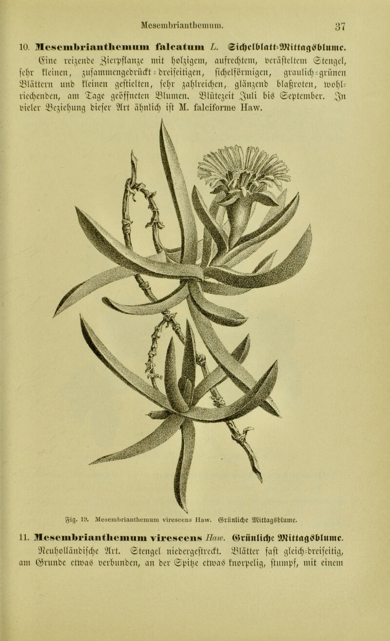 10. llesembrianthemiim falcatum L. ©itfjdbtatt=9JHttagöMumc. ©ine veijcitbe 3^crPPartSe ntit l)obigem, aufrechtem, fceräfteltem ©tengel, (ehr flehten, ^itfammengebritdft = brcifettigen, fid^elförmtgen, graulief):grünen ^Blättern mtb flehten geftielten, fel;r zahlreichen, glänzenb blauroten, mohh ried)cnbeit, am £age geöffneten ^Blumen. ^Blütezeit $uli biö ©eptember. $n vieler ^Beziehung btefer Slrt ähnlich ift M. falciforme Haw. 11. Mesembriaiitliemiiiii virescens Haw. (&t‘iittlidje äHittagdMumc. 97euhoHänbtfche 5lrt. ©tengel niebergeftreeft. ^Blätter faft glei<f):bretfeitig, am ©runbe etluaö üerbunben, an ber ©pitse etmaö fnorpelig, ftumpf, mit einem