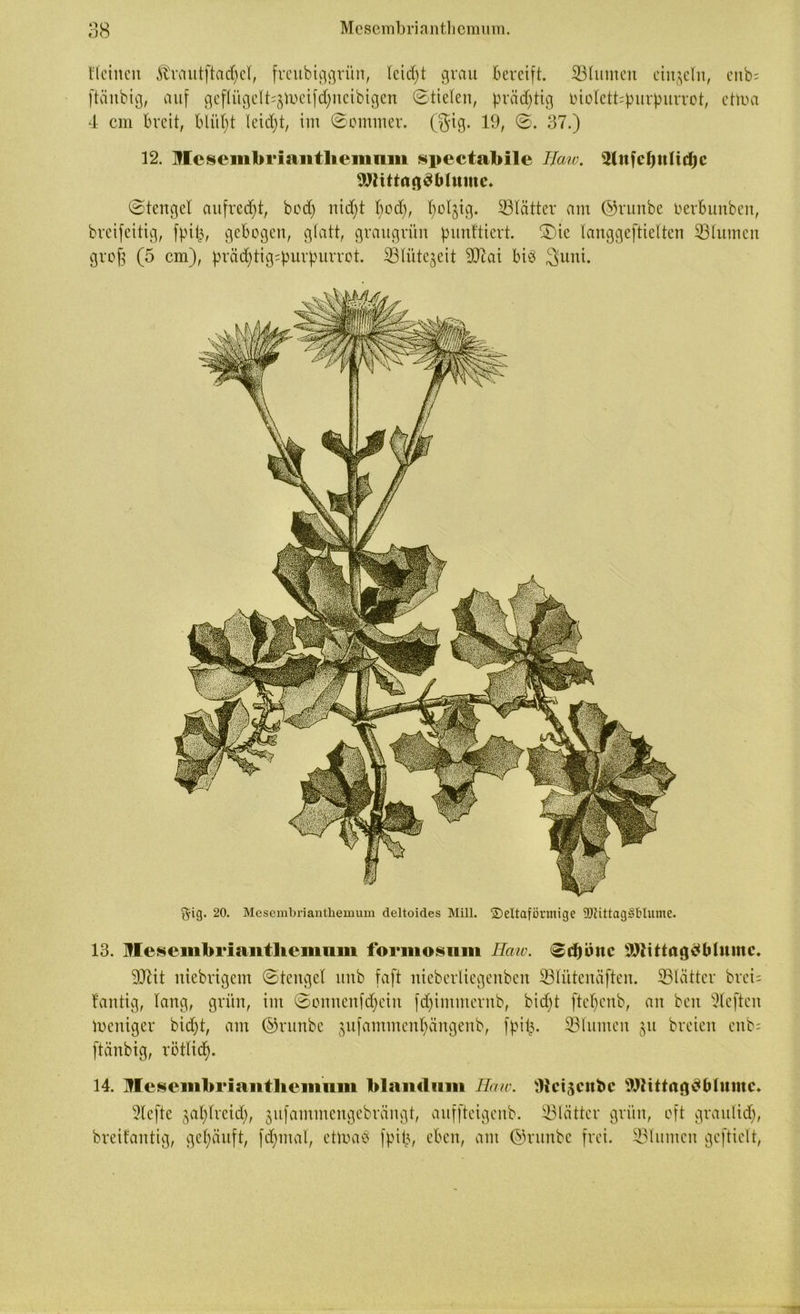 Heilten jfrmitftad)et, freubiggriin, teidft grau bereift. ©turnen einzeln, enb= ftänbig, auf geflügelt^Vueifdjneibigen ©tieten, präddig riotctKpurpurrot, etlua 4 cm breit, blitzt leidet, im ©ommer. (gig. 19, ©. 37.) 12. Mcseinbi'iautliemnm spectabile Baiv. ©nfdiutidic 9Jfittag$blume. ©tengel aufredjt, bod) nidft tfod), fjoßig. ©tätter am ©runbe oerbunben, breifeitig, fpit?, gebogen, glatt, graugrün punftiert. ©)ic tanggeftietten ©turnen groß (5 cm), prädfytig^urpurrot. SBtütcjeit üftai bis $uni. gig. 20. Mesembriantliemum deltoides Mill. 2)eltaförmige SJUttagSMume. 13. Jflesembriaiitlieiimm formosiim Haw. ©cböitc 9Dtittag£blumc. SCftit niebrigem ©tenget itnb faft nieberliegenben ©tütemiften. ©Kitter brei= fantig, lang, grün, im ©onnenfdjeiit fd)intmevnb, bid>t fteffcnb, an ben Sleften Weniger bid)t, am ©runbe $ufammentjängenb, fpi£. ©turnen $u breien enb= ftänbig, rötlicfy. 14. Mesciiibriantliemiim blaiidmn Haw. Oicijcitbc SWittrtjj^bliime. 2lefte gafytreidj, jnfammeitgebrängt, auffteigenb. ©Kitter grün, oft graulid), breifantig, gehäuft, fd)mat, ettoaS fpil3, eben, am ©runbe frei, ©turnen geftiett,