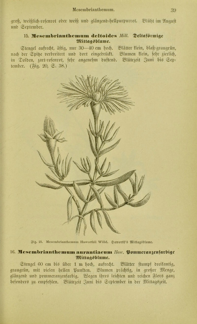 groß, hHÜßlid^rofcnrot ober toeiß unb glän$eubd)elIpurpurrot. mtb (September. 331ül;t im 9luguft 15. Mesembriantltemiim deltoides MiU. Scltafövmigc WittagSblumc. «Stengel aufrecht, äftig, nur 30—40 cm l)odj. nad) ber Spitze verbreitert unb bort eiitgebritdft. in 'Selben, jarbrofenrot, fchr angenehm buftenb. teinbcr. (gig* 20, S. 38.) SBlättcr Hein, blaß=graugrttn, 33lumeu Hein, fef)r ^ier(id), 23lüte$eit 3>uni bis Sep= g-ig. 21. Mesembrianthemum Haworthii Willcl. §att)0i’tl)’ä SDJittagSbtmnc. 16. Mescmbriaiitheiiium aiiraiitiacum Haw. s£ommcvrtitscufrtvlnge tWittagSblumc. Stengel 60 cm bis über 1 m l;od), aufrecht. ^Blatter ftumpf breifantig, graugrün, mit vielen gellen ipunlten. SBlumen prät^tig, in großer SJienge, gläugenb unb pommerau^enfarbig. äöegen ihres leichten unb reichen ’JIorS gan$ befonberS $u empfehlen. 33liite§eit ^uni bis September in ber -DlittagSjeit.