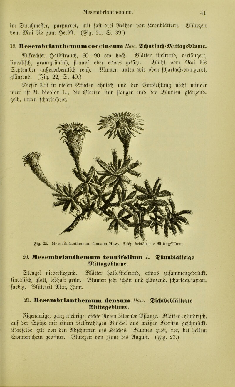 tut ADurd)iiteffcr, purpurrot, mit faft bvei 9ieil)cn bon föronblättcrn. bom 9ftai biö jum § erb ft. (gig. 21, 39.) S3liiteAcit 19. Mesembrianthemiimcoceineum Haie. Sdjrti’Id^^Jlittanötiluiuc. 9lufrec$ter §albftraud), 60—90 cm l)od). ^Blätter ftielrunb, berlängcrt, lineatifcfy, gramgrünltd), ftumpf ober ctioaö gefügt. SBli'ttyt bom Wlai bis (September aufjerorbentlid) reid). ÜBtumen unten tote oben [d)artad)=or ang er ot, gtüngenb. ($ig. 22, ©. 40.) SDiefer 9lrt in bieten ©tüdeu äljnlidj unb ber Empfehlung nid)t minber inert ift M. bicolor L., bie ^Blätter finb (länger unb bie Blumen glänjenbs gelb, unten fdjarladjrot. gig. 23. Mesembrianthemum densum Haw. SDicfjt beblätterte 9Jhttag§bIume. 20. Mesembrianthemum tenuifolium L. ^iimt^lättrige SO'Uttngöblumc» (Stengel nieberliegenb. ^Blätter ^alb=fttelrunb, ettbaS gufammengebrütft, linealifd), glatt, lebhaft grün. ^Blumen fetyr fd)ön unb glän^enb, fd)arlad);fafram farbig. SBlütc^eit Wlat, Suni. 21. Mesembrianthemum densum IIcvw. ^idjtfceblättevte 9Rittag3Mume» Eigenartige, gan§ ntebrige, bidfte fftofen bilbenbe ^Sflanje. ^Blätter cplinbrifd), auf ber (Spitze mit einem bielftrapligeu 23üfd>et auö ibeiffen ©orfteit gefd)initdt. 2)aSfelbe gilt bon beit 9lbfdjnitten beö föeldjeS. ^Blumen grofj, rot, bei gellem (Sonnenfdjcin geöffnet, iölütegeit bon ^uni bis Sluguft. ($ig. 23.)