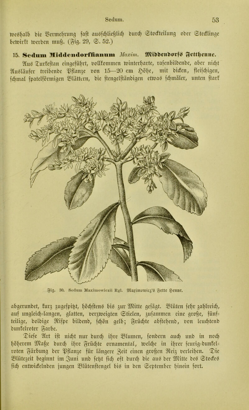 toebfjalb bic SBermeljrung faft aubf^lieftltdj burd) Stotfteilung ober Stedlinge bctoirft Serben muß. ($ig. 29, S. 52.) 15. Sednin Iliddendorffiannm Maxim. 9)ltbfccnfcovf$ Jyettf) ernte. 2lub Xurfeftan eingefütyrt, bolllommen tointer^arte, rafenbilbenbe, aber nidjt 9lu«Iäufcr treibenbe ^flan^e oon 15—20 cm §ölje, mit biden, fleißigen, fdjmat fpatclftfrmigen ^Blättern, bic ftcngelftänbigen ctmab fd)tnäler, unten ftarf ftig. 30. Sedum Maximowiczii Kgl. 3Jiayimotüicä’§ g-ette § ernte. abgerunbet, furj ^ugefpi^jt, Ijödjftenb bib §ur Sftitte gejagt. ^Blüten fel)r ^afjlreidj, auf ungleidjdangen, glatten, oer^toeigten Stielen, gufammen eine grofje, fünf; teilige, bolbige jftifpe bilbenb, fdjön gelb; ^rüdjte abfte^enb, oon leitcbtcnb bunfelroter $arbe. £)iefe 5lrt ift nidjt nur burd) iljre ^Blumen, fonbern and) unb in nodj pöljerem 9)fof;c burd) iljre $rüdjte ornamental, toeldje in iljrer feurtg;bunfel= roten Färbung ber ^flanje für längere 3eü einen großen fReij oerleiden. ®ie S3lüte§eit beginnt im 3uni unb fel^t fiel) oft burd) bie aub ber ^Dritte beb Stodeb ftdj entmidelnben jungen Slütenftengel bib in ben September l)ineiit fort.