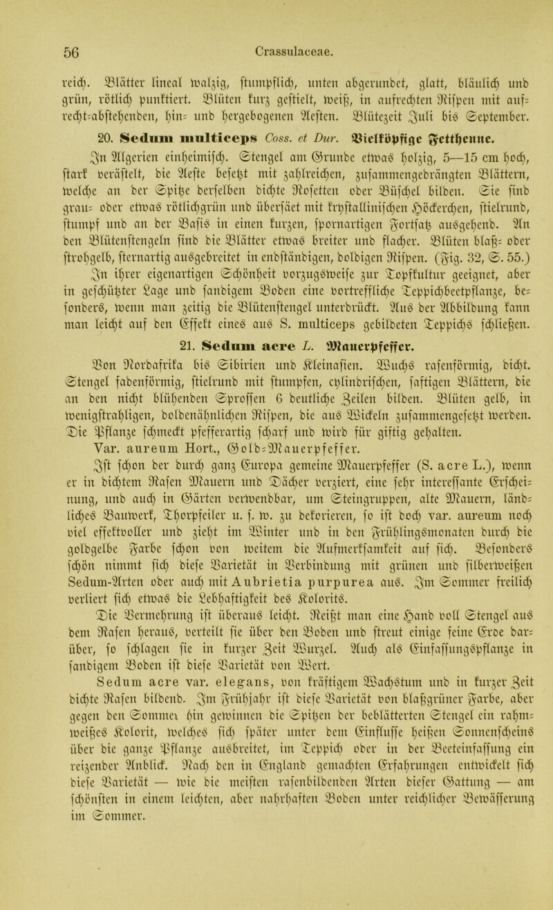 icid). SBlätter lineal toalgig, ftumpflid), unten abgerunbet, glatt, bläulid) unb grün, rötlid) punftiert. ©litten furg geftielt, toeifg, in aufrechten ©ifpen mit auf; red)t;abftel)enben, t)in= unb l;ergebogenen rieften, ©liitegeit ©uli bis (September. 20. Sedum mnlticeps Coss. et Dur. $8ielfö$)ftne $cttl)cmte. ©n Algerien eiut)eimifd). ©tengel am ©nmbe ettoaS felsig, 5—15 cm hoch/ ftarl üeräftclt, bie riefte befept mit gal)lreid)en, gufammengebrängten ©lättern, toeldjc an ber ©pipe berfelben bid)te ©ofetten über ©üfd;el bilben. ©ie finb gram ober ettoaS rötlidjgrün unb überfäet mit frpftallinifd)en §öderd)en, ftielrunb, ftumpf unb an ber ©afiö in einen furgen, fpornartigen ^ortfap auSgeljenb. ©n beit ©lütenftengeln finb bie ©lätter cttoaS breiter unb flacher, ©tüten blaff ; ober ftrobgelb, fternartig auSgebreitet in enbftänbigen, bolbigen ©ifpen. (©-ig. 32, ©. 55.) ©n ihrer eigenartigen ©d)önl)eit oorgugStocife gur ©opffultur geeignet, aber in gefdjüpter Sage unb fanbigem ©oben eine vortreffliche ©eppidfbeetpflange, be= fonberS, toenn man zeitig bie ©liitenftenget unterbrüdt. 2luS ber ©bbilbung fann man leicht auf ben (Effeft eineig auS S. multiceps gebilbeten ©eppidjS fchliefgen. 21. Sedum acre L. Mauerpfeffer. ©on ©orbafrifa bis ©ibirien unb Äleinafien. 2Bud)S rafenförmig, bidjt. ©tengel fabenförmig, ftielrunb mit ftumpfen, cplinbrifdjen, faftigeit ©tattern, bie an ben nicht blitl)enben ©proffen 6 beutlidje ©eilen bilben. ©litten gelb, in inenigftrahligen, bolbenähnlichen ©ifpen, bie aus 3Bidefit gufammengefept Inerben, ©ie ©flange fdpnedt pfefferartig fd>arf unb toirb für giftig gehalten. Var. aureum Hort., ®olb = Mauerpfeffer. ©ft fepon ber burd) gang Europa gemeine Mauerpfeffer (S. acreL.), menn er in bidjtem ©afen Mauern unb ©äeper Verliert, eine fepr intereffante (Erfdjei; nung, unb auch in ©arten üertoenbbar, um ©teingruppen, alte Mauern, länb= lidheg ©autoerf, ©h°Hfe^ev u- f- to- gu beforieren, fo ift bod) var. aureum noch oiel effektvoller unb gieht im ©hinter unb in ben fyritp lin g Sm ona ten burd) bie golbgelbe ©-arbe fepon oort Ineitem bie Slufmerff amfeit auf fiep. ©efonberS fdjön nimmt fid) biefe ©arietät in ©erbinbung mit grünen unb filbertoeiffen Sedum-3lrten ober and) mit Aubrietia purpurea auS. ©m ©ommer freilich verliert fid) ettoaS bie Lebhaftigkeit beS Kolorits. ©ie ©ermehrung ift überaus leicht, ©eifit man eine §anb voll ©tengel auS bem ©afen heraus, oerteilt fie über ben ©oben unb ftreut einige feine (Eroe bar; über, fo fd)lageit fie in furger ©eit ©öurgel. 2(ud) als (EinfaffttngSpflange in fanbigem ©oben ift biefe ©arietät von ©3ert. Sedum acre var. elegans, üon kräftigem SßadjStum unb in furger ©eit biente ©afen bilbenb, ©m Frühjahr ift biefe ©arietät oon blaggrüner ©arbe, aber gegen ben ©ommex pin gewinnen bie ©pipen ber beblätterten ©tengel ein rahm; meifgeS Kolorit, toclcpeS fid) fpäter unter bem (Etnfluffe peifien ©onncitfd)einS über bie gange ©flange auSbreitet, im ©eppid) ober in ber ©eeteinfaffung ein reigenber ©nblicf. ©ad) ben in (Englanb gemalten (Erfahrungen entmidelt fid) biefe ©arietät — Ivic bie meiften rafenbilbenben Slrten biefer ©attung — am fd)önften in einem leichten, aber nahrhaften ©oben unter reidplidper ©etoäfferitng im ©ommer.