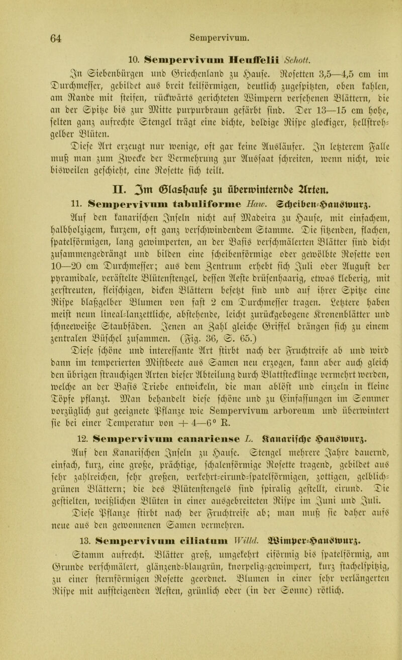 10. Sempervivum Heuffelii Schott. 3>n ©iebenbiirgen unb ©riecpenlanb gu £aufe. fftofetten 3,5—4,5 cm im ©urdjmeffer, gcbilbet aub breit feilförmigen, beutlid) gugefjnt^ten, oben fallen, am Otanbe mit fteifcn, rüdtoärtb gerid)teten ©öimpern oerfepenen iBlättem, bie an bev ©pipe bib gur ©Ritte purpurbraun gefärbt finb. ©er 13—15 cm pope, feiten gang aufrechte ©tengel trägt eine bidpte, bolbige Sftifpe glodiger, pellftrop; gelber ©Hüten. ©iefe 3lrt erzeugt nur Wenige, oft gar feine ©litbläufer. 3>n lepterem gälte muf} man gttm 3toecfe ber ©krmeprung gut* ©htbfaat fcpreiten, Wenn nidpt, Wie bibWeilen gefdpiept, eine Büfette ft dp teilt. II. 3m (Blasfycwfe ju übertmnientfce Wirten. 11. Sempervivum talmliforme Hcav. ©djeibcu^paueOtmrg. 3lttf ben fanarifd)en gnfetn nidpt auf ©Rabeira gu §aufe, mit einfachem, palbpolgigent, furgem, oft gang oerfd)Winbeubem ©tamme. ©ie fipenben, flauen, fpatelförmigen, lang geWimperten, an bet* ©tofib oerfdpmälerten ©Hättet* finb bicpt gufatnmengebrängt unb bilben eine fd)eibenförmige ober gewölbte Otofette oon 10—20 cm ©urdpmeffer; aub beut 3entrum ergebt fid; 3uli ober 2luguft ber ppramibale, oeräftelte ©Hütenftenget, beffen Slefte brüfenpaarig, ctWab fieberig, mit gerftreuten, fleifd)igen, biden ©Hättent befept finb unb auf iprer ©pipe eine Oäfpe blaßgelber ©Humen oon faft 2 cm ©urdpneffer tragen. Septere pabett meift neun lineaHangettlicpe, abftepenbe, leidet gurücfgebogene Jbronenblätter unb fdjneeWeipe ©taitbfäben. genen an 3apt gleiche ©riffel brängen fidp gu einem gentralen ©Hifdfel gufammen. (gig. 36, ©. 65.) ©iefe fdpöne unb intereffante 2lrt ftirbt nacp ber grudptreife ab unb Wirb bann im temperierten ©Riftbeete aub ©amen neu ergogen, fann aber audp gleid) ben übrigen [traurigen Wirten biefet* Abteilung burdp ©Hattftedflinge oermeprt Werben, Weldpe an ber iBafiö ©riebe entwitf'eln, bie man ablöft unb eingeln in fleine ©öpfe pflangt. ©Ran bepanbelt biefe fcpöne unb gu (S'infaffungen im ©ommer oorgüglidp gut geeignete ^ftange Wie Sempervivum arboreum unb überwintert fie bei einer ©emperatur Oon +4—6° E. 12. Sempervivum canariense L. Jlrmimfdje £auöWurs. 2lnf ben föanarifdpen Unfein gu §aufe. ©tcngel mehrere Sabre bauemb, einfad), furg, eine groffe, prächtige, fdpalenförmige SRofette tragenb, gebilbet aub fepr gaplreicpen, fepr großen, oerfeprt=eirunb=fpatetförmigen, gottigen, gelblidp; grünen ©Hättern; bie beb ©Hiitenftengelb finb fpiralig gcftellt, ciriutb. ©ie geftielten, Weifjlidpen ©Hüten in einer aubgebreiteten 3Rifpe im guni unb 3uli. ©iefe ©$flange ftirbt nadp ber grudptreife ab; man muß fie habet* aufb neue aub ben gewonnenen ©amen bermepren. 13. Sempervivum ciliatum Willd. 5öiinpcv*:.tnwdhmv(p ©tamrn aufrecht. ©Hättet* grop, umgefeprt eiförmig bib fpatetförmig, am ©runbe oerfdpmälert, glängenb=blattgriin, fnorpelig=geWimpert, furg ftacpelfpipig, gu einer fternförmigcn Diofette georbnet. ©Humen in einer fepr ocrlängerten fftifpe mit auffteigenben Sfeften, griinlidp ober (in ber ©onne) rötlid).