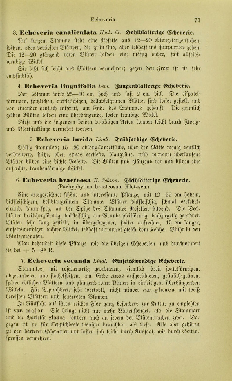 3. Eclioveria canaliculata Hook. fil. Jpol)lt)lättcrigc ($tjjci»evic. 2luf fitrjem (Stamme eine 9tofette auS 12—20 oblongdanjettlidjen, fpii^cn, oben vertieften blättern, bie grün fiitb, aber lebhaft in8 Sßurpurrote gehen. 3Mc 12—20 glän^enb roten ©litten bilben eine mäßig bidjte, faft atlfcitö; toenbige Söidel. 0ic läßt fid; Ieid)t au8 ©lättern vermehren; gegen ben groft ift fic fel;r empfinblid). 4. Eclieveria lingnifolia Lern. ,3ungcnblättci*igc (£d)ct»eric. ©er (Stamm toirb 25—40 cm l)od) itnb faft 2 cm bid. ®ie cifpatch förmigen, fpi^lidjen, bidfleifd;igen, Ijedapfelgritnen ©lätter finb (oder geftedt nnb von einanber bentlid) entfernt, am (Snbe beö (Stamme# gehäuft. ®ie grünlich gelben ©litten bilben eine überfjängenbe, loder tranbige 2Bidel. 0>iefc nnb bie folgenben beiben prädjtigen Wirten tonnen leidet burd; 3ioeig= nnb ©lattftedlinge Vermehrt Serben. 5. Echeveria lnrida Lindl. SvttbfavMgc ©djebene» Völlig ftammlo#; 15—20 oblongdanjettlidje, über ber 9D7itte Vvcnig bentlid; verbreiterte, fpit;e, oben ettoa# vertiefte, blaugrüne, trüb purpurn überlaufene ©lätter bilben eine bid^te ©ofettc. £>ie ©litten finb glänjenb rot unb bilben eine aufrechte, tranbenförmige SSidel. 6. Echeveria hracteosa K. Schum, ®tdblättevige (£d)ct»evie. (Pachyphytum bracteosum Klotzsch.) ©ine auögejeidmet fd;öne unb intereffante ©flanke, mit 12—25 cm hohem, bidfleifd;igem, hellblaugrünem (Stamme. ©lätter bidfleifd;ig, fdjmal Verteilt; eirunb, taum fpil;, an ber Spitze be# Stammet ©ofetten bilbenb. ®ie £)ed= blätter breit^^förmig, bidfleifdüg, am ©runbe pfeilförmig, bad^iegelig georbnet. ©litten fe^r lang geftielt, in übergebogener, fpäter aufrechter, 15 cm langer, einfeitätoenbiger, bid>ter SBidel, lebhaft purpurrot gleid; bem JMd)e. ©litl;t in ben SBintermonaten. ©tan behanbelt biefe ©flanke toie bie übrigen ©djeVerien unb burd;tvintert fie bei + 5—8° R. 7. Echeveria secunda Lindl. ©iufeitSftieubtgc ©djdicric» (Stammlo#, mit rofettenartig georbneten, ziemlich breit fpatelförmigcn, abgerunbeten unb ftadjelfpifcen, am ©nbe ehva# aufgerid;teten, gräulid)=grünen, fpäter rötlichen ©lättern unb glän^enb roten ©lüten in einfeitigen, überl;ängcnbcn ©Sideln. gür £eppid;beete fel;r Wertvoll, nid;t minber var. glauca mit faeiß bereiften ©lättern unb feuerroten ©hinten. 3n ©üdficht auf ihren reid;cn glor ganj befonber# jur Kultur £tt empfehlen ift var. major. (Sie bringt nicht nur mehr ©lütenftengel, alö bie ©tammart unb bie ©arietät glauca, fonbern and; an jebent ber ©lütentrauben Jloci. 3>a= gegen ift fie für Xcppid;beete Weniger brauchbar, alb biefe. 2111c aber gehören gu ben härteren ©d;everien unb laffeu fid; leidljt burd; 2lu#faat, loie bttrd; Seiten; fproffen Vermehren.