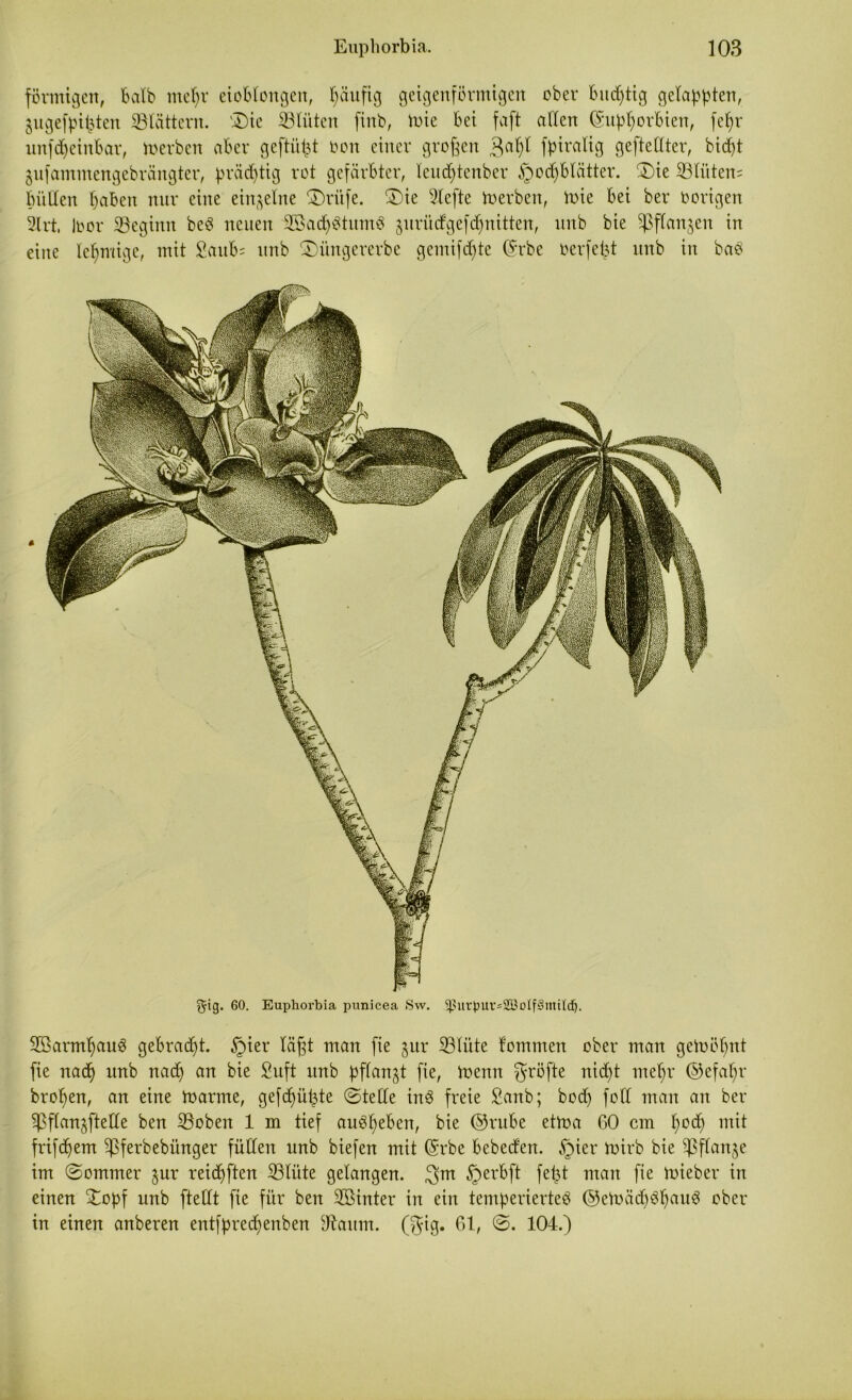 förmigen, balb mehr eioblongen, ^äufig geigenförmigen ober hurtig gelappten, gngefpi^ten blättern. 'Die SBlüten firtb, inie bei faft allen (Supfjorbien, fcl)r ltnfdjcinbar, inerben aber geftüfct oon einer großen 3al)l fpiratig gefteffter, bid>t jnfammengebrängter, prächtig rot gefärbter, lend^tenber Hochblätter. Die ©litten; büßen haben nur eine einzelne Driife. Die riefte inerben, ioie bei ber oorigen 9lrt, Inor ©eginit bet neuen ©>ad)ttnmt ^urüdgef dritten, unb bie ©ffanjen in eine lehmige, mit £aub= unb Düngererbe gemifd)tc Gfrbe oerfept unb in bat ^ig. 60. Euphorbia punicea Sw. SßurJJUr*2BoIf§miI<!j. Sßarmhaut gebracht. Hier läßt man fie gur ©litte tommen ober man geinöl)nt [ie nadh unb nach an bie Suft unb pflanzt fie, inenn größte nid)t mehr ©efahr brohen, an eine inarme, gefd)üßte ©teile int freie £anb; bod) fotl man an ber ©flanjftelle ben ©oben 1 m tief autheben, bie ©rube etina GO cm h°ch mit frifcf>em ©ferbebünger füllen unb biefen mit (Srbe bebeden. H^er toirb bie $ßffon$e im ©ommer §ur reidhften ©litte gelangen, $m Her^fi fO}t man fie inieber in einen £opf unb ftellt fie für ben ©Sinter in ein temperiertet ©eluädjthaut ober in einen anberen entfpred)enben fftaum. (gig. 61, ©. 104.)