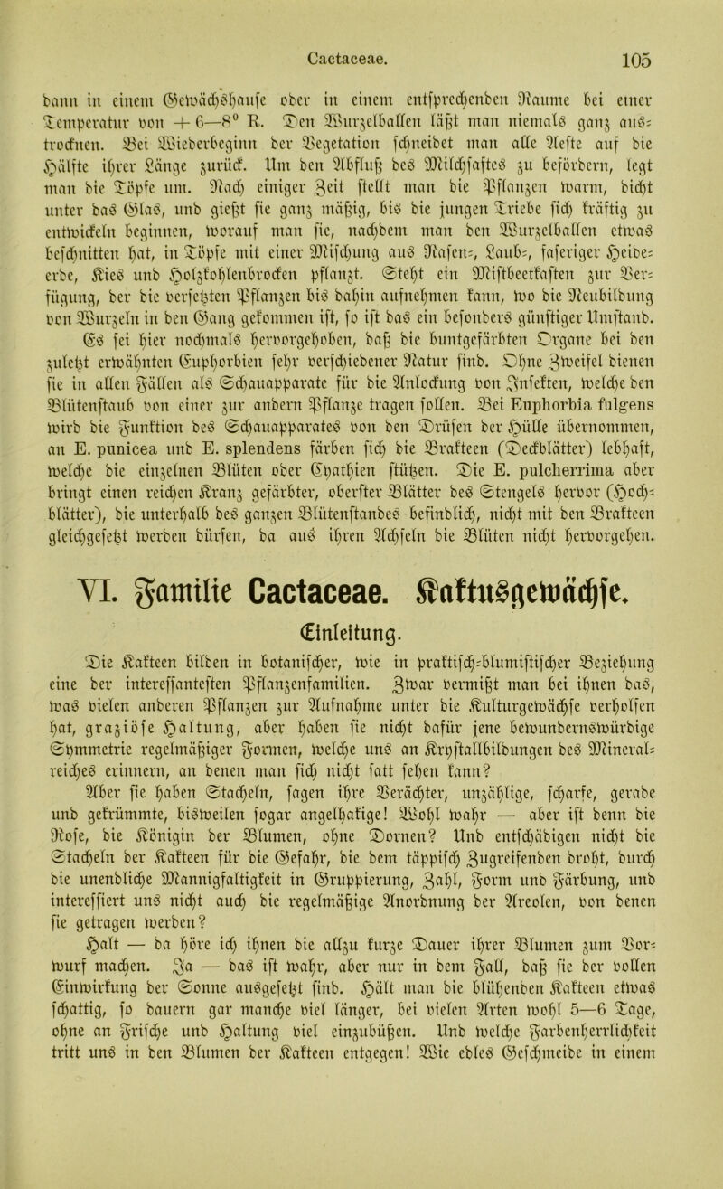 bann in einem ©emädg'ggaufe ober in einem entfpredgenben kannte Bei etitcr Temperatur reit 4- 6—8° R. Oen SGBurjelBaCfen lägt man niemalg ganj aug= trodnen. Vei 2BieberBeginn ber Vegetation fepneibet man alle riefte auf bie §älfte iprer Sänge §uriid. Um ben 9lbflug beg 90tild;[afte^ ju Beförbern, legt man bie Töpfe um. 3Tad5 einiger 3e*f ftedt man bie Spangen ioarm, biegt unter bag ©lag, unb giegt fie ganj mägig, Big bie jungen Triebe fidj träftig ju enttoideln Beginnen, Vorauf man fie, naepbem man ben TBurjelbaOen etmag Bcfd)nitten pat, in Töpfe mit einer SDüfcpung aug S^afen;, Saufe, faferiger §eibe= erbe, $ieg unb ^ol^foglenbroden pftanjt. ©tegt ein 9DTiftBeetfaften jur Ver= fügung, ber bie oerfetjten Sßflan^en Big bagin aufnegmen fann, too bie 9?euBilbung oon Tßur^eln in ben Gang gefomtnen ift, fo ift bag ein Befonberg giinftiger Umftanb. Gg fei gier nodpnalg gernorgegoben, bag bie BuntgefärBten Organe Bei ben julcpt ermäpnteit GupporBien fepr oerfdjiebener Statur finb. Opne 3treifet bienen fie in allen fällen alg ©dmuapparate für bie 21nlodung oon ^nfeften, melcpe ben SBIütenftauB oon einer $ur anbern ^Pflan^e tragen foden. Vei Euphorbia fulgens tnirb bie gunftion beg ©dpmapparateg oon ben Orüfen ber §ülle übernommen, an E. punicea unb E. splendens färben fid) bie Vrafteen (Oedblätter) lebhaft, melcge bie einzelnen Vlüten ober (Spatgien ftügen. Oie E. pulclierrima aber Bringt einen reid)en Äran^ gefärbter, oberfter Vlätter beg ©tengelg geroor (§od)= Blätter), bie untergalb beg ganzen Vlütenftanbeg Befinblicg, nid)t mit ben SBrafteen gleicggefd3 Serben bürfen, ba aug ipren 21cpfeln bie Vlüten niept peroorgepen. VI. gatntlie Cactaceae. ^aftuggettmtpfe. (Einleitung. Oie ^af'teen Bilben in Botanifdper, toie in praftifd):Blumiftifd)er Ve^iepung eine ber intereffanteften ^flangenfamÜien. 3^ar Oermigt man Bei ipnen bag, mag oielen anberen VPart5en Sur Stufnagme unter bie Jhdturgetoäcgfe oerpolfen pat, gra^iöfe §altung, aber gaben fie niept bafür jene Bemunbcrngftmrbige ©pmmetrie regelmägiger formen, meldje ung an ^rpftallbilbungen beg 3Qtineral= reiegeg erinnern, an benen man fid) nid)t fatt fegen fann? 21Ber fie gaben ©tadjeln, fagen ipre Veräcpter, unjäpltge, feparfe, gerabe unb gefrümmte, Bigtoeilen fogar angelpafige! Tßopl mapr — aber ift benn bie -Hofe, bie Königin ber Vlumen, opne Oornen? Unb entfdpäbigen nidpt bie ©tacpeln ber föafteen für bie Gefapr, bie bem täppifd) 3lt9reifenben bropt, burep bie unenblidje 3Dlannigfaltigfeit in ©ruppientng, 3aPg $orm unb Färbung, unb intereffiert ung niept and) bie regelmägige 21norbnung ber 21reolen, oon benen fie getragen merben? §alt — ba göre id) ipnen bie allju fitrge Oaucr iprer Vlrtmen gum Vor= inurf rna^en. 3’a — bag ift toagr, aber nur in bem $atl, bag fie ber oollen Gintoirfung ber ©onne auggefept finb. §ält man bie Bli'tpenben Äafteen ettoag fdjattig, fo bauern gar manepe oiel länger, Bei oielen 21rten loopl 5—6 Tage, opne an §rifdpe unb §altung oiel cin^ubügen. Unb mdd)c $arbengerrlidpfeit tritt ung in ben Vlitmen ber Äafteen entgegen! TBie ebleg Gefdjineibe in einem