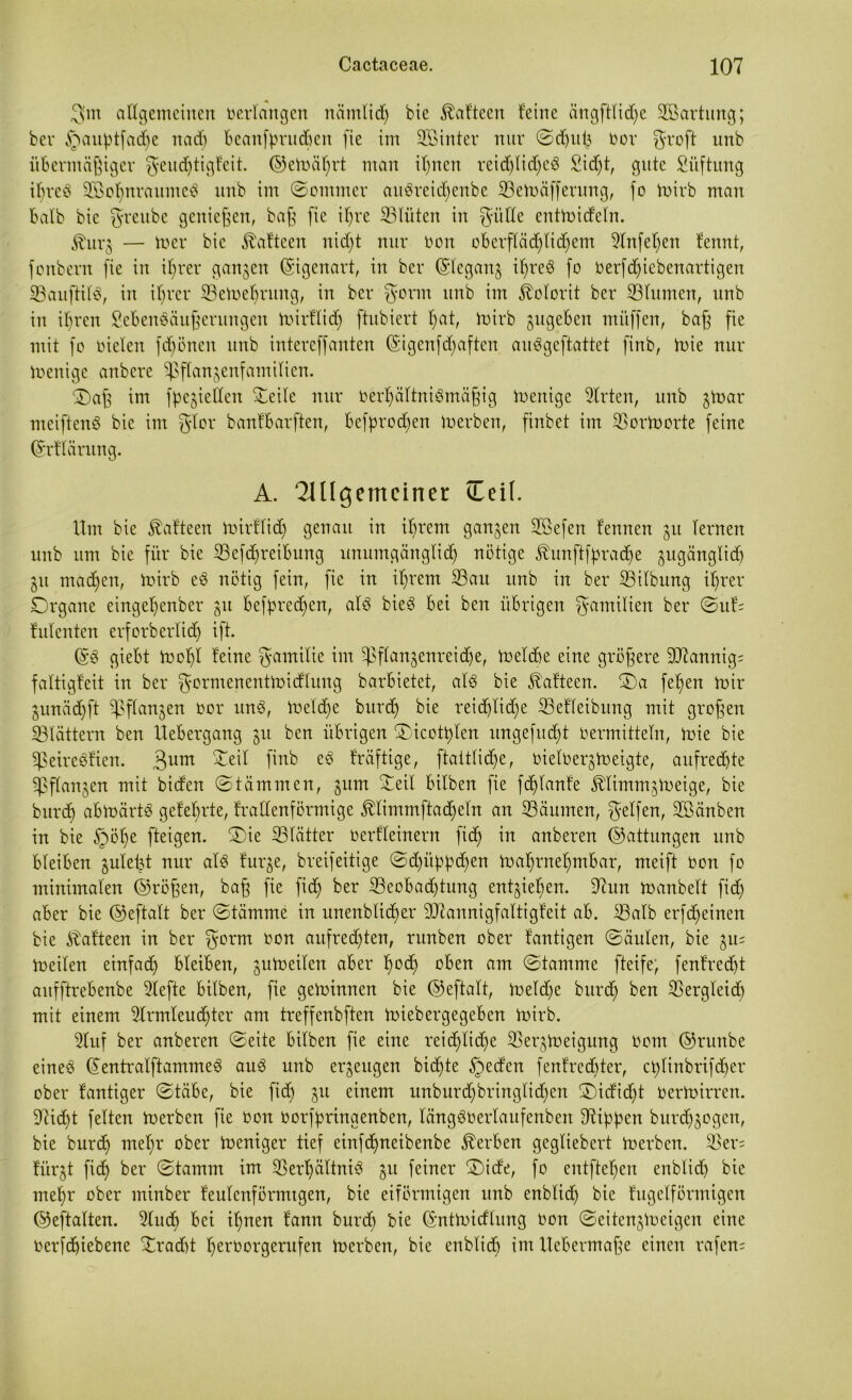 gm allgemeinen verlangen nämlid) bie föafteen feine ängftli^e Wartung; bev §auptfate uad) Bcanfprudben fie im hinter nur ©d)itl} oor groft unb übermäßiger geud)tigfeit. ©ernährt man itjnen reid)lid)e3 £id)t, gute Lüftung iljreö dßoljnraumeS unb im (Sommer auSreidjenbe (Bemäfferung, fo mirb man halb bie greube genießen, baß fie itjre (Blüten in gi’tde entmideln. $urg — mer bie föafteen uid)t nur oon oberftäd)tid)em 2lnfel)en fennt, fonbern fie in ifrer gangen Eigenart, in ber ©legang itjreS fo oerfdjicbenartigen SBaufHlö, in ißrcr (Bemebntng, in ber gönn unb im Kolorit ber (Blumen, unb in ihren £ebeneäußerungen mirflid) ftubiert t)at, mirb gugeben mitffen, baß fie mit fo bieten fronen unb intereffanten (Sigenfdjaften auögeftattet finb, inte nur inenige anbere (ßftangenfamilien. (Daß im fpcgieden Oeile nur oertjättniSmäßig inenige (drten, unb gmar mciftenö bie im gier banfbarften, befprodjen inerben, finbet im (Bormorte feine ©rHäntng. A. TUlgcmcirter Ceif. Um bie föafteen mirflid) genau in ifrem ganzen SSefen femten gu lernen unb um bie für bie (Betreibung unumgängtidj nötige Jhmftfpradje gugänglid) 51t machen, inirb e3 nötig fein, fie in iljrem (Bau unb in ber (Bilbung ifjrer Organe eingeljenber gu betreten, alö bie3 bei ben übrigen gamitien ber ©uf; Menten erforberlidj ift. ©3 giebt moßl feine gamitie im (pflangenreidje, ineldte eine größere 9D7annig= faltigfeit in ber gormenenttnicflung barbietet, als bie ^afteen. (Da fefen mir gunätft (ßflangen Oor unS, metd)e burd) bie reid)lid)e (Befleibung mit großen (Blättern ben Uebergang gu ben übrigen (Dicottden ungefud)t Oermitteln, mie bie (peireöfien. 3um ftob eS fräftige, ftatttid)e, oietoergmeigte, aufrette (ßflangen mit biden ©tämmen, gum Deil bitben fie fddanfe jblirnrngmeige, bie burd) abmärtS gefeierte, fradenförmige 0immftad)eln an (Bäumen, getfen, dßänben in bie §öt)e fteigen. (Die (Blätter Oerfleinern fid) in anberen ©attungen unb bleiben gutefet nur als furge, breifeitige ©d)üppd)en maljrneljmbar, meift oon fo minimalen ©roßen, baß fie fid) ber (Beobad)tung entgiefyen. Ocun manbett fid) aber bie ©eftalt ber ©tämme in unenblidmr ddannigfaltigfeit ab. (Balb erfteinen bie $afteen in ber gorm oon aufretten, runben ober fantigen (Säulen, bie gu= meiten einfad) bleiben, gumeilen aber t)od) oben am (Stamme fteife, fenfred)t aitfftrebenbe Slefte bitben, fie geminnen bie ©eftalt, meldje burd) ben (Bergleid) mit einem 2lrmleud)ter am treffenbften miebergegeben mirb. 3luf ber anberen ©eite bitben fie eine reid)lid)e (Bergmeigung Oom ©runbe eineö ©entralftammeS auS unb ergeugen bitte §eden fenfrecbter, ct)linbrifd)er ober fantiger ©täbe, bie fid) gu einem unburd)bringlid)cn Didid)t Oermirren. 9?id)t fetten merben fie oon oorfßringenben, längSOerlaufenben (Rippen burdjgogen, bie burd) meljr ober meniger tief einftneibenbe Serben gegliebert merben. (Ber= fürgt fid) ber ©tamm im (BerfältniS gu feiner (Dicfe, fo entfielen enblid) bie mef)r ober minber feutenförmtgen, bie eiförmigen unb enblid) bie fugeiförmigen ©eftalten. 5lucb bei ipnen fann burd) bie ©ntmidlung Oon ©eitengmeigen eine Oerfc£)iebene Dradd Ijeroorgerufen merben, bie enblid) im ttebermaße einen rafem