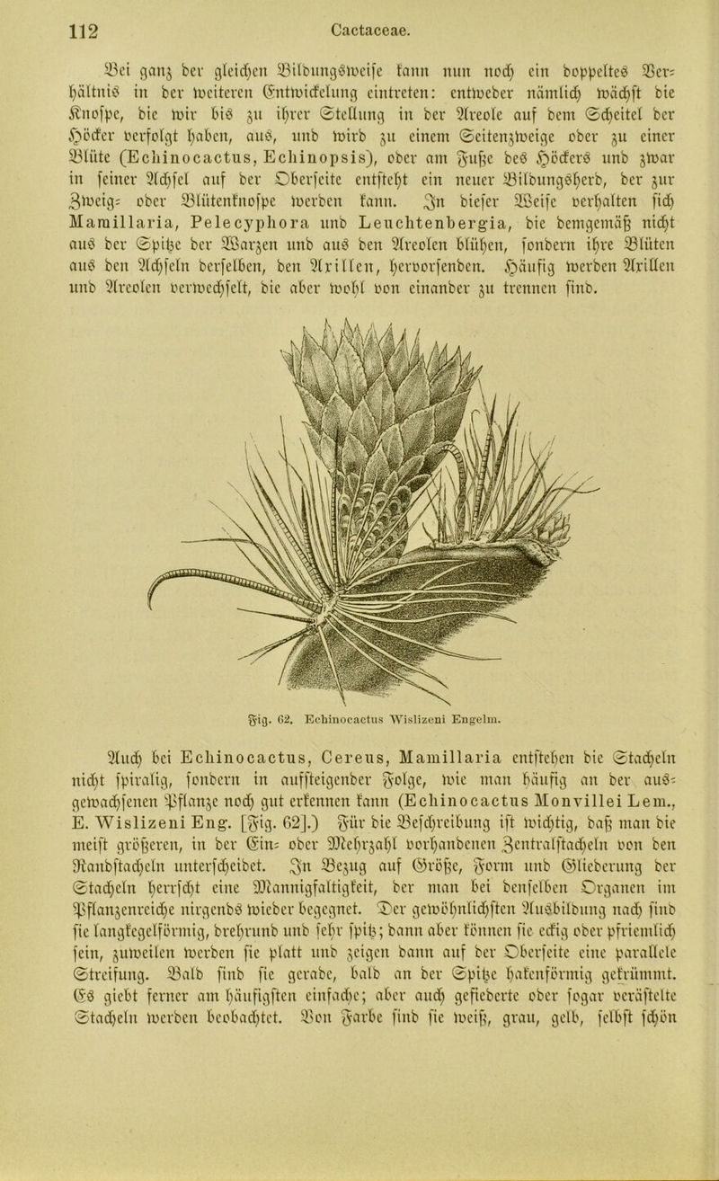 ^3et gan$ bev gleichen 23itbungSS>eife tarnt nun itod) ein hoppeltet 23er= Ijältnig in bev Weiteren ©nüoitfelung eintreten: entloeber nämlif toäfft bie ^nofpe, bie fair biö 51t frer ©tetlung in ber Alveole auf bem ©djeitel ber §öcfer Verfolgt fabelt, auf unb iuirb 51t einem ©eiten^toeige ober ju einer 23litte (Ecliinocactus, Echinopsis), ober am guj^e beö §öderö unb §toar in feiner 2ld)fcl auf ber Oberfeite entfielt ein neuer ^3itbungbf)erb, ber jur 3*oeig= ober 23littentnofpe luerbeit tarnt. 3n biefer SBeife oerf>alten fid) Mamillaria, Pelecypliora unb Leuchtenbergia, bie bemgentäf nift au3 ber ©pfe ber Sßar^en unb au3 ben Areolen bfüf>enr fonbern ifjre ^Blüten auö ben 9ld)feltt berfelben, ben dritten, tjeroorfenben. §äufig toerben Ariden unb 9lreolcn oerioedgelt, bie aber tooff oon einanber ju trennen finb. G2. Echinocactus Wislizeni Engelm. Stuf bei Ecliinocactus, Cereus, Mamillaria entfielen bie ©tadeln nift fpiratig, fonbern in auffteigenber golge, lute man häufig an ber au3' gestaffelten s}3 flanke nod) gut ertennen tann (Ecliinocactus Monvillei Lern., E. Wislizeni Eng. [gig. 62].) giir bie 33efd)reibung ift toiftig, ba§ man bie meift größeren, in ber (Sin= ober SOtebrjal)! ootf anbenen 3eutralftaf ein oon ben 9tanbftad)cln unterff eibet. $n ^e5u9 auf ©röfje, gönn unb ©lieberung ber ©tafeln l;errfd)t eine Mannigfaltigteit, ber man bei benfetben Organen im ^flanjenrcidje nirgenbö luieber begegnet. Oer getoölftlif ften 9lu$bilbung naf finb fie tangtegelförmig, bretjrunb unb fet>r fpf; bann aber tonnen fie edig ober pfrientlif fein, jutoeilcn toerben fie platt unb geigen bann auf ber Oberfeite eine parallele ©treifung. 33alb finb fie gerabc, halb an ber ©pii3c ^atenförmig getriimmt. ©3 giebt ferner am fyäufigften einfafe; aber and) gefieberte ober fogar oeräftelte ©tafeln toerben beobachtet. 33oit garbe finb fie toeif, grau, gelb, felbft fd)öit