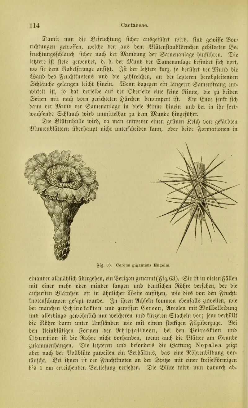 Oamit mm bie ^Befruchtung fieser auögeführt itsirb, finb gemiffe Vor; ricf)tungen getroffen, JocId)c ben ait3 bem Slütenftaubtörndjen gebilbeten Ve; frud)tungöfd)laud) fid)cr nad) ber SZiinbung bei* ©amenanlage hinfüljren. Oie letztere ift ftetö getoenbet, b. h- ber Shtnb ber ©amenanlage Befinbet fiel) bort, roo fie bem DZabelftrange anfi^t. 3>ft ber letztere fur§, fo berührt ber dJhmb bie 2ßanb be$ ^-rud)tfnotenö unb bie gasreichen, an ber legieren I)erabgteitcnben ©d)Iäud)e gelangen leicht f)tnein. Vßemt bagegen ein längerer ©amenftrang ent; mid'clt ift, fo fjat berfelbe auf ber Oberfeite eine feine dtinne, bie gu beiben ©eiten mit nad) oorn gerichteten §ärd)en betoimpert ift. 2(m (£nbe fenft fid) bann ber SDZunb ber ©amenanlage in biefe Sinne hinein unb ber in if)r fort; road)fenbe ©d)Iaud) luirb unmittelbar gu bem Shmbe hingeführt. Oie Slütenljülle mirb, ba man enttoeber einen grünen fö'eld) oon gefärbten ^Blumenblättern überhaupt nicht unterfd)eiben tarnt, ober beibe Formationen in gig. 63. Cereus giganteus Eugelm. einanber admählid) übergehen, ein Verigon genannt(F*ig.63). ©ie ift in oielenFällen mit einer mehr ober minber langen unb beutlidfen Söfjre oerfel)en, ber bie äufjerften Vlättd)en oft in ähnlicher SBeife auffit^en, nue bie3 oon ben Frud)t; fnotenfehuppen gefagt tourbe. $n ihren 2ld)feln tommen ebenfalls guioeilen, nüe bei manchen (Sd)inofaften unb geioiffen (Serecn, 3lreolen mit Vßollbetleibung unb allerbingö geroöl)nlich nur meidjeren unb türgeren ©tacheln oor; jene oerhüllt bie Söf)re bann unter Umftänbcn toie mit einem flodigen Fi^ü^cr3uge- Sei ben kleinblütigen Fonnen ber S^h^Pfcitibeen, bei ben ^eireätien unb Opuntien ift bie Söl)re nicht oorl)anben, ioenn and) bie Slätter am ©ruitbe gufaminenhängcn. Oie letzteren unb befonberd bie ©attung Nopalea geigt aber nad) ber Vollblüte guloeilen ein Verhältnis, baS eine Söhrenbilbung oor; tänfdjt. Sei il)nen ift ber Fvnd)tfnoten an ber ©pit^e mit einer trcifelfürmigcn b:3 1 cm erreidjenben Vertiefung oerfehen. Oie Sliitc ioirb nun baburch ab;