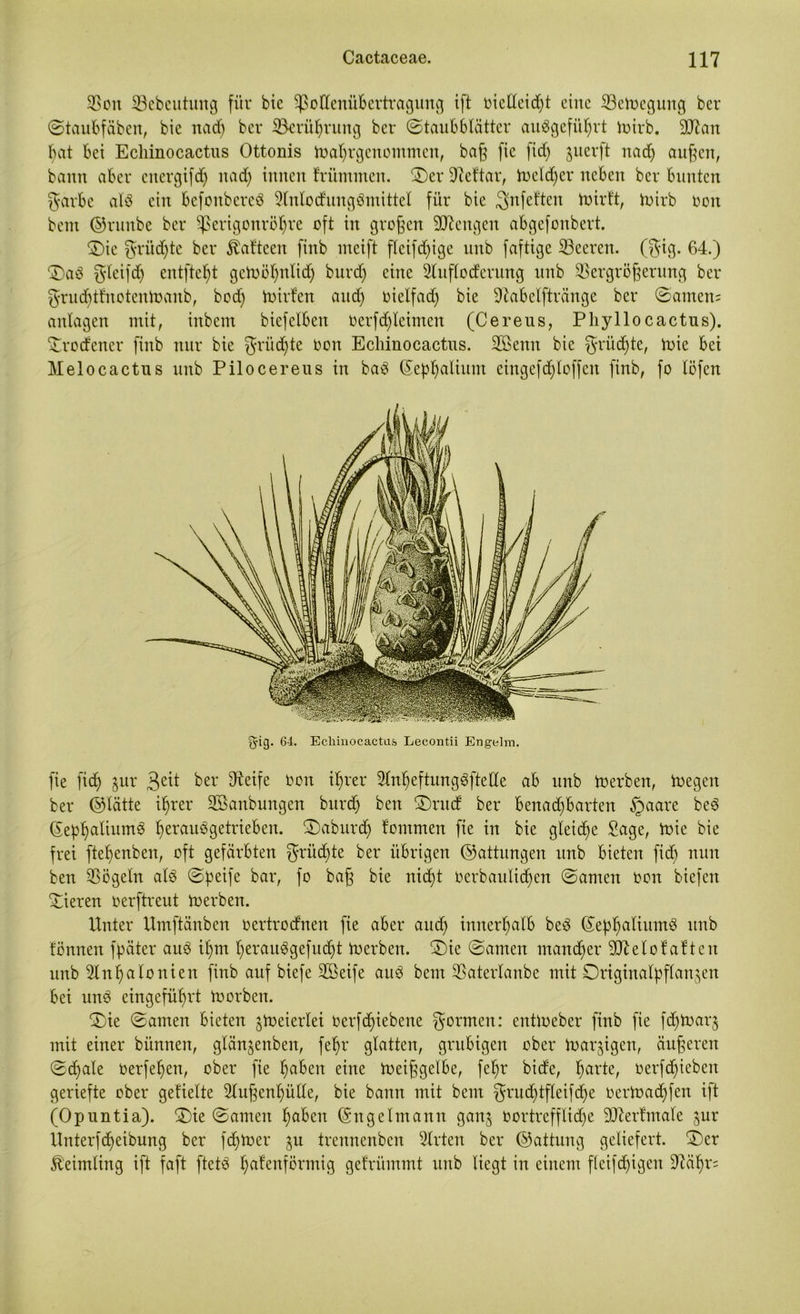 33on Söebcutung für bic ^ßollenübertragung ift oietteidjt eine ©etoegung ber ©taubfäben, bie nad) ber ^Berührung ber ©taubblätter aubgefüljrt loirb. 9ftan bat bei Echinocactus Ottonis toat)rgenommen, bag fie fid) juerft nad) äugen, bann aber energifdj nad) innen trimmten. ©er Sfteftar, U)eld)er neben ber bunten garbe alb ein befottbereb Stnlocfungbmittet für bie 3,nfeften toirb oon bent ©rititbe ber Sperigouröhre oft in grogen Mengen abgefonbert. ©ie griidjte ber föafteen finb mcift ftcifd)ige unb faftige 23eeren. (gig. 64.) ©ab gleifd) entfielt gctoöfynlid) burd) eine 2lufloderung unb üßergrögerung ber grudjtfnotentoanb, bod) toirten and) oielfad) bie üftabelftränge ber ©amen? antagen mit, irtbem biefetben Oerfdjleimen (Cereus, Phyllocactus). ©rodener finb nur bie grüdjte oon Echinocactus. 2Benn bie grüßte, toie bei Melocactus unb Pilocereus in bab (Sepljalium eingefStoffen finb, fo töfen gig. 64. Echinocactus Lecontii Engelm. fie fid) §ur 3e^ ber ^e^fe t>on ihrer Stn^eftungbftette ab unb toerbett, inegen ber ©lätte ihrer SBanbungen burd) beit ©rud ber benachbarten §aare beb ($ept)diumb t)eraubgetrieben. ©aburd) tommen fie in bie gleiche Sage, toie bie frei ftefjenben, oft gefärbten grüßte ber übrigen ©attungen unb bieten fid) nun ben Vögeln alb ©peife bar, fo bag bie nicht oerbautid)en ©amen oon biefen ©ieren oerftreut toerben. Unter Umftänben oertrodnen fie aber and) innerhalb beb ©ephdliumb unb tonnen fpäter aub ihm heraubgefucht toerben. ©ie ©amen mancher 9D7etotatten unb 2lnhalonien finb auf biefe SBeife aub bent SBaterlanbe mit ©riginalpffan$cn bei unb eingeführt inorben. ©ie ©amen bieten jtoeierlei oerfchiebeite formen: entioeber finb fie fd)toar$ mit einer bünnen, glänjenben, fehr glatten, grubigen ober toar^igen, äugeren ©d)ale oerfehen, ober fie haben eine toeiggelbe, fehr biefe, harte, oerfd)iebeu geriefte ober getiette 2tugenhülte, bie bann mit bent grud)tflcifd)e oertoad)fcit ift (Opuntia), ©ie ©amen haben ©ngelntann ganj oortrefflid)e 9ttertmale $ur Unterfcheibung ber fd)toer $u trennenben Wirten ber ©attung geliefert, ©er Keimling ift faft ftetb hatenförmig gefrümmt unb liegt in einem fleifd)igeu üftähr=