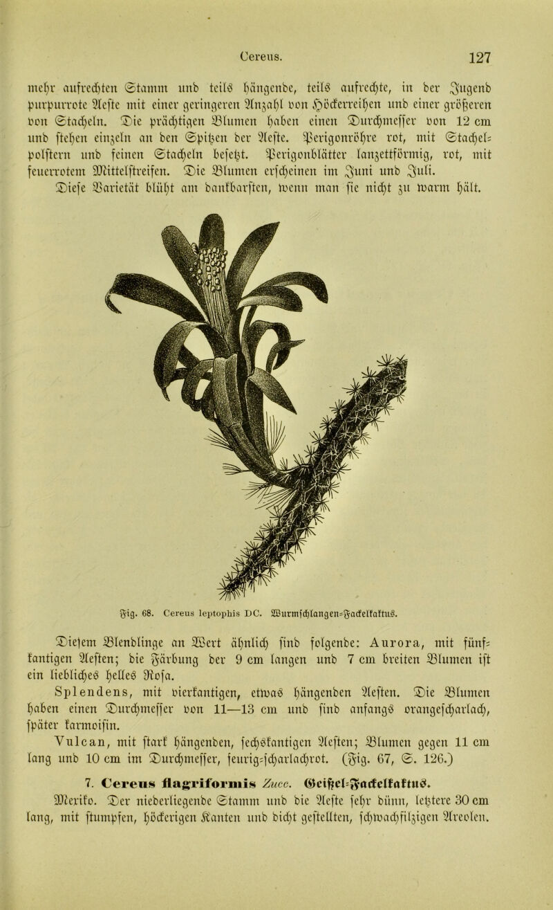 mehr aitfredjten ©tamm ltrtb teils hängenbe, teils aufrechte, in bei* Sfugenb purpurrote 2Iefte mit einer geringeren Slngaljl oon §öcferreif;en unb einer größeren Don ©tadjeln. ®ie prächtigen ÜB turnen haben einen SDurdjmeffer oon 12 cm unb ftefjen einzeln an ben ©pipen bei* 9lcfte. üßertgonröhre rot, mit ©tad)eO polftern unb feinen ©tad)eln befept. üßerigonblätter lanzettförmig, rot, mit feuerrotem üDlittelftreifen. £)ic ÜBlumen erfc§einen im 3uni unb 3uli. 52Diefe Varietät blüht am banfbarften, toenn man fie nicht zu toarm hält. g-ig. 68. Cereus leptophis DC. SBurmfdjlangen^adelfaftii^. ®ie|em ÜBIenblinge an SBert ähnlich finb folgenbe: Aurora, mit fünf? fantigen rieften; bie Färbung bei* 9 cm langen unb 7 cm breiten ÜBlumen ift ein liebliches helles üftofa. Splendens, mit oierlantigen, ettoaö hüngenben rieften, ©ie ÜBlumen haben einen ü£)urd)meffer Oon 11—13 cm unb finb anfangs orangefd^arladj, fpäter farmoifin. Vulcan, mit ftarf hüugenben, fed)Slantigen 2leften; ÜBIumen gegen 11cm lang unb 10 cm im £)urcf)meffer, feurig=fd)arlachrot. ($ig. 67, ©. 126.) 7. Cereus flagriformis Zucc. ($teißel=$*atfclfrtftnfiC SOlerifo. £>er nieberlicgenbe ©tamm unb bie Slefte fef)r bünn, letztere 30 cm lang, mit ftumpfen, höcferigen Äanten unb bid)t geftetlten, fd)toad)filzigen Streolen.