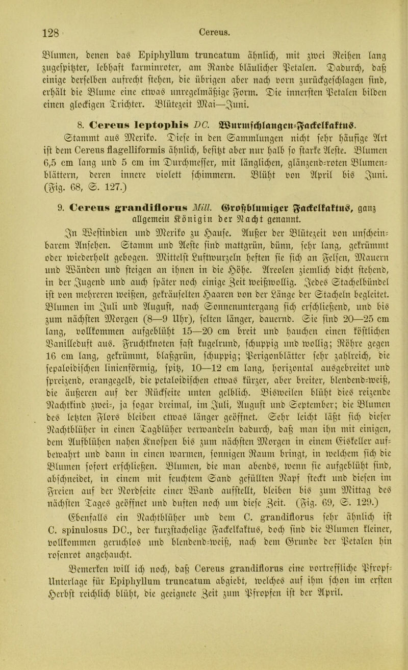 33lumen, benert bag Epipliyllum truncatum äfjnlicf), mit gtoei Meißen lang Zugefpißter, lebhaft karminroter, am Etanbe Bläulicher fetalen. ‘Dabiird), baß einige berfelBen aufrecht fielen, bie übrigen aber nach Oorn zurüdgefd)lagen (inb, erhält bie SBlume eine ettoag unregelmäßige gorm. 2)ie innerften fetalen bilben einen glodigcn Trichter. iBlütegeit Eftai—gßtni. 8. Cereus leptopliis DG. äöurmfd[|laitgcn=^öctclfnftuö. (Stammt aug EJleriko. ©iefe in ben Sammlungen nicht fehr häufige Elrt ift bem Cereus flagelliformis ähnlich, befißt aber nur halb fo ftarke Elefte. SBlumen 6,5 cm lang unb 5 cm im £)urdhmeffer, mit länglichen, glänjenb^roten ^Blumen; blättern, bereu innere oiolett fd)immem. 23Iül)t Oon Elpril big 3>uni. (gig. 68, S. 127.) 9. Cereus grandiflorus Mül. C&roftblumiger gracfcllaltu$, ganz aEgemein Königin ber Etacpt genannt. 3>n Eöeftinbien unb EEeriko zu §au[e. Elußer ber ^Blütezeit oon unf<hein= barem Elnfehen. Stamm unb riefte [inb mattgrün, bünn, fehr lang, gekrümmt ober ü)ieberl)olt gebogen. Eftittelft Sufttourzeln heften fie fid) an gelfen, dauern unb Eßänben unb [teigen an ihnen in bie §öl)e. Areolen ziemlich bid)t [tehenb, in ber $ugenb unb (*ud) fpäter nod) einige 3^it toeißtooEig. gebcg Stadjelbünbcl ift oon mehreren toeißen, geträufelten §aaren oon ber Sänge ber Stadhein begleitet. ^Blumen im 3>uli unb Eluguft, nad) Sonnenuntergang [id; er[d)ließenb, unb bie Zum nächften borgen (8—9 Uhr), [eiten länger, bauernb. Sie [inb 20—25 cm lang, ooEkommen aufgeblüht 15—20 cm breit unb hau<hen einen köftlidjen SBaniEebuft aug. grud)ttnoten faßt tugelrunb, fdjuppig unb tooEig; Eiöhre gegen 16 cm lang, gekrümmt, blaßgrün, fdptppig; ^erigonblätter [ehr zahlreich, bie [epaloibifchen linienförmig, [piß, 10—12 cm lang, horizontal auggebreitet unb [preijenb, orangegelb, bie petaloibifdt)en ettoag kürzer, aber breiter, blenbenbüneiß, bie äußeren auf ber Eiüdfeite unten gelblich. SBigtoeilen blüht bieg reizenbe Eiadhtkinb ztx>ei=, ja [ogar brcimal, im guli, Eluguft unb September; bie ^Blumen beg leßten glorg bleiben ettoag länger geöffnet. Sehr leicht läßt [ich biefer Eiad)tblül)er in einen £agbtül)er Oertoanbeln baburcB, baß man ihn mit einigen, bem Aufblühen nahen Änofpen big zum nächften borgen in einem (SigkeEer auf; betoahrt unb bann in einen ioarmen, [onnigeit Etaum bringt, in ioeId)em [ich bio ^Blumen [ofort erfd)ließen. SBlumen, bie man abenbg, toenn [ie aufgeblüht [inb, abfehneibet, in einem mit feuchtem Sanb gefüllten Eiapf [tedt unb biefen im greien auf ber Etorbfcite einer EBanb auffteEt, bleiben big zum EElittag beg nächften Xageg geöffnet unb buften noch um biefe 3eit. (gig* 69, 129.) (SbenfaEg ein Eiad)tblül)er unb bem C. grandiflorus fet;r ähnlich ift C. spinulosus DC., ber kurzftad)cligc gacfelkaktug, bod) [inb bie SBlumen kleiner, oollkommen gerudjlog unb btcnbenbduciß, nach beut ©runbe ber fetalen bür rofenrot angehaucht. ^Bemerken ioill id) nod), baß Cereus grandiflorus eine oortrefflidC>c pfropf; Unterlage für Epipliyllum truncatum abgiebt, loeld)eg auf ihm fdbon im erften § erb ft reichlich blüht, bie geeignete ,geit zum pfropfen ift ber Elpril.