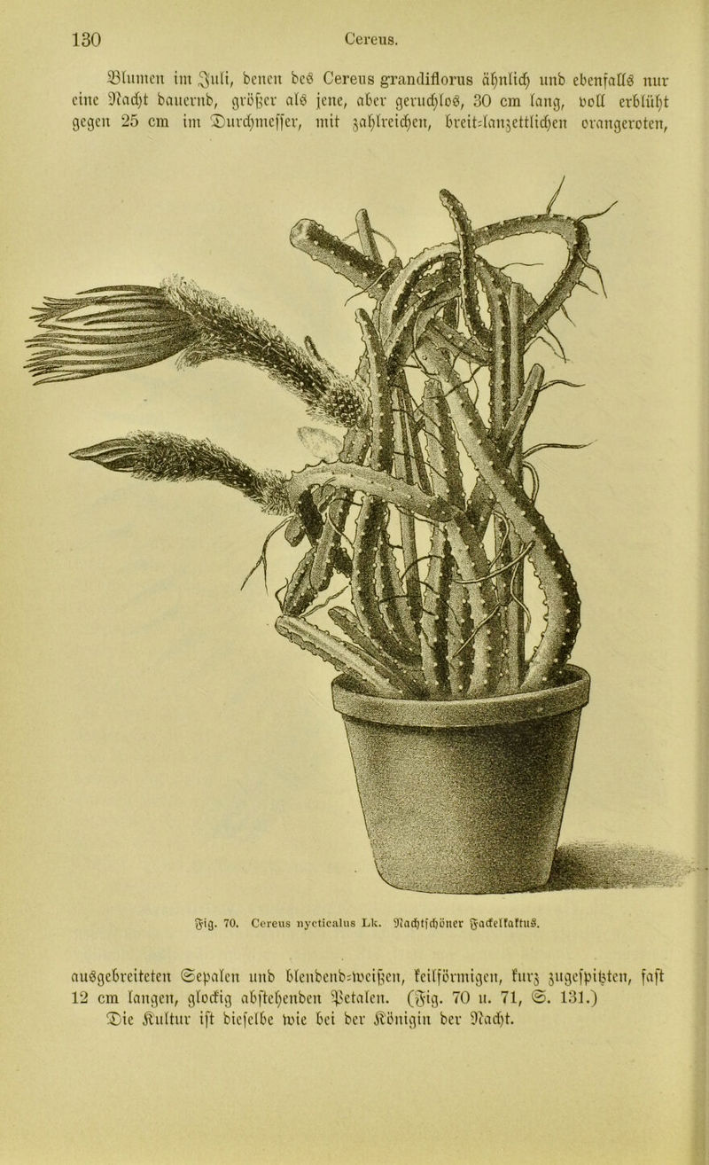 23 turnen int JJuli, betten bc3 Cereus grandiflorus äfynlidj unb ebenfalls nur eine üftadjt betuernb, größer al$ jene, aber geruchlos, 30 cm lang, roll erblüht gegen 25 cm int IDurdjmeffer, mit ^afylreicfyen, breiblanjetttidjen orangeroten, auSgebreiteten ©egalen unb blenbenb=iueißen, feüförnttgen, fur$ jngefyiljtcn, faft 12 cm langen, glocfig abftetyenben fetalen, (gtg. 70 u. 71, ©. 131.) £)ie Kultur ift bicfclbe tote bei ber Königin ber 9?adjt.