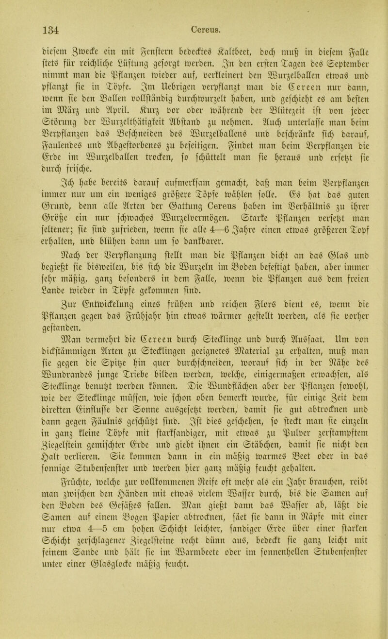 biefem 3^e(^e ein mit genftern bebcdteS ^altbeet, bodg mug in biefern gallc ftctS für reicglid)c Lüftung geforgt Serben. 3n bcn erften Vagen beS (September nimmt man bie Pflanzen trieber auf, oertleinert bcn 2öurzelbatlen ettraS unb pflanzt fie in Vöpfe. 3m Uebrigen oerpflanzt man bie ©ereen nur bann, trenn fie ben Vaden oodftänbig burd) trudelt gaben, unb gefdgiegt eS am beften im äftärz unb Vpril. Jburj oor ober trägrenb ber iölütegeit ift oon jeber (Störung ber Vßurzeltgätigteit Vbftanb 31t nehmen. Vudj untertaffe man beim Verpflanzen baS Veggneiben beS SXßnr^elbaüenö unb befdjränfe fxcf> barauf, gaulenbeS unb VbgeftorbeneS 51t befeitigen. ginbet man beim Verpflanzen bie ©rbe im Vöurzelbaden trod'en, fo fcgüttelt man fie gerauS unb erfet^t fie burd) frtfdje. 3d) gäbe bereite barauf aufmertfam gemacht, bag man beim Verpflanzen immer nur um ein irenigeS größere Vöpfe mahlen feile. ©S gat baS guten ©ntnb, benn alle Wirten ber ©attung Cereus gaben im Verhältnis zu ihrer ©röge ein nur fdjtradjeS Vßurzeloermögen. Starte Pflanzen oerfegt man feltener; fie finb gufrieben, trenn fie alle 4—6 3ahre einen ettraS grögeren Vopf ergaltcn, unb blühen bann um fo banfbarer. Vad) ber Verpflanzung ftettt man bie Pflanzen hiebt an baS ©laS unb begiegt fie biStreilen, bis fid) bie ^Bürgeln im Voben befeftigt gaben, aber immer fehl* mägig, ganz befonberS in bem gälte, trenn bie Vflnnzen auS bem freien Sanbe trieber in Vöpfe getomtnen finb. 3ur ©nttridelung eines frühen unb reid)cn glorS bient eS, trenn bie Vfümzen gegen baS grühjahr hin ettraS irärmer geftellt Jrerben, als fie oorher geftanben. dftan oermehrt bie ©ereen burd) Stedlinge unb burd) VuSfaat. Um oon bidftämmigen Voten zu Stedlingen geeignetes Material zu erhalten, mug man fie gegen bie Spike gin einet-' burd)fd)nciben, trorauf fid) in ber Vage beS SßunbranbeS junge Vriebe bilben trerben, treldje, einigermagett erirad)fen, als Stedlinge benugt Jrerben tonnen. S)ie VSunbfläcgen aber ber VPanZen fotrogl, Jrie ber Stedlinge mitffen, trie fd)on oben bemerft tritrbe, für einige 3eit bem biretten ©influffe ber Sonne auSgefegt trerben, bamit fie gut abtrodnen unb bann gegen gäutniS gefegiigt finb. 3>ft bieS gefegegen, fo ftedt man fie einzeln in ganz ^eine mit ftarffanbiger, mit ettraS zu Vuloer gevrftampftem 3iegetftein gemifegter ©rbe unb giebt ignett ein Stäbdgen, bamit fie niegt ben §alt ocrlieren. Sie tommen bann in ein mügig trarmeS Veet ober in baS fonnige Stubenfenfter unb trerben gier ganz mägig feudgt gegalten. griiegte, treldje zur oolltommcnen tfteife oft megr als ein 3ahl* brauegen, reibt man zluifdgen ben §änben mit ettraS oielent SSaffer burdj, bis bie Samen auf ben Voben beS ©efägeS fallen. Vtan giegt bann baS SBaffer ab, lägt bie Samen auf einem Vogen Vapicv abtrodnen, fäet fie bann in Suipfc mit einer nur ettra 4—5 cm gogen Sd)id)t Icidjter, faubiger ©rbe über einer ftarfen Sdjidjt zerfd)lagener 3tcgelfteine reegt bünn auS, bebedt fie ganz leidet mit feinem Saitbc unb galt fie im Vßarmbeete ober im fomtengeden Stubenfenfter unter einer ©laSglode mägig feuegt.