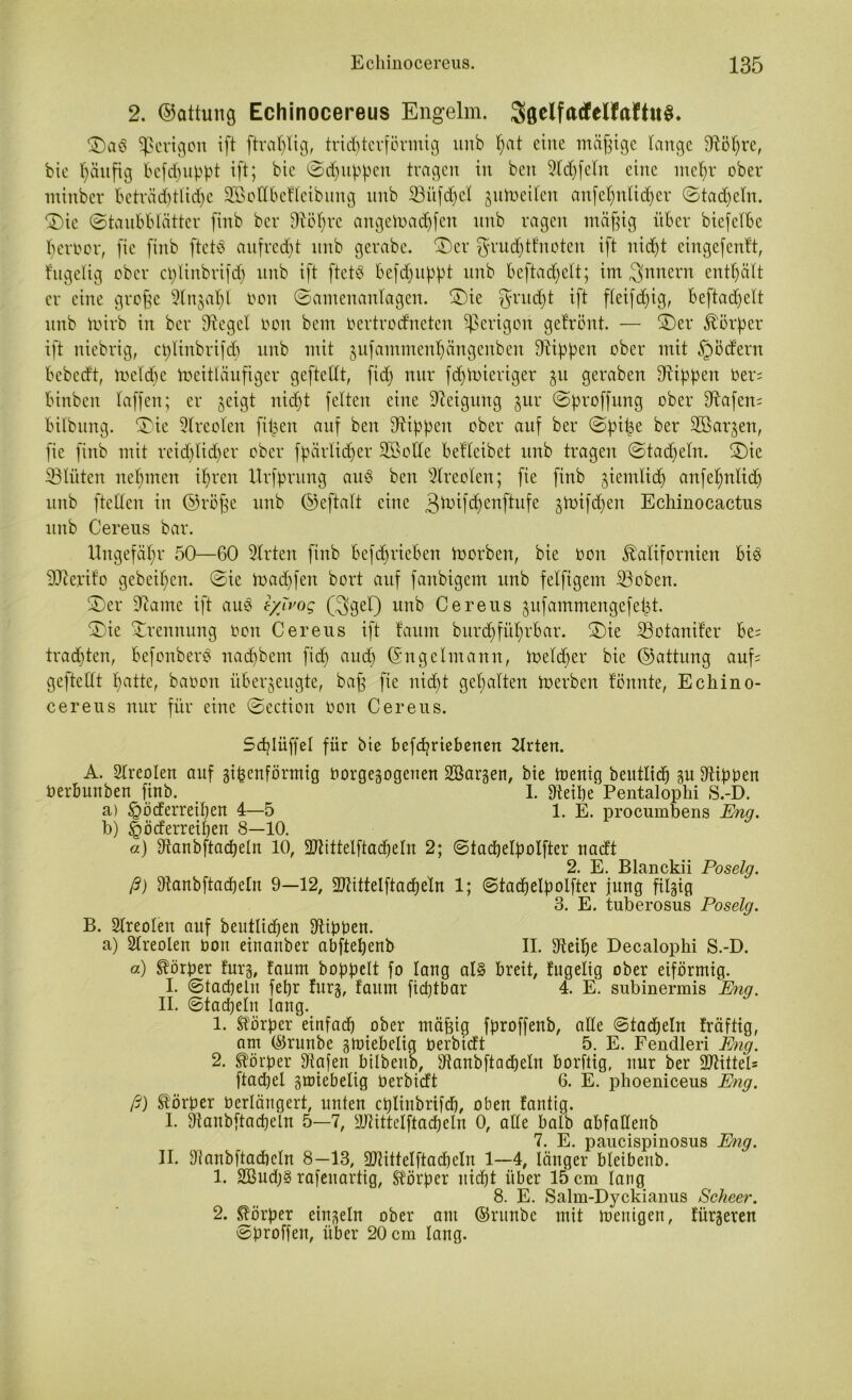 2. ©attung Echinocereus Engelm. SgelfacfelfafhtS* ©ag Sperigon ift ftraßlig, trichterförmig nnb hat eine mäßige lange Stößre, bie häufig befdßuppt ift; bic ©puppen tragen in beit Sldffcln eine meßr ober ntinber beträchtliche Söodbefleibung nnb 33itfd)el jutoeilcn anfeßnlidjer ©tadjeln. ©ie (Staubblätter fiitb ber Stößre angeload)fcit nnb ragen mäßig über biefelbe ßeroor, fie finb ftctg aufrecht ttttb gerabc. ©er fyruddfnoten ift itid)t cingefenft, f'ugelig ober cßlinbrifcß nnb ift ftetg befdjuppt nnb beftacßelt; im Innern enthält er eine große ^litjabl oon ©amenanlagen. ©ie ^rudßt ift fleifcßig, beftacßelt nnb toirb in ber Siegel ooit bem Oertrodneten gerigolt gefrönt. — ©er Körper ift niebrig, cßlinbrifcß nnb mit gufammenßängenben Stippen ober mit §ödern bebeeft, loelcße Weitläufiger geftellt, fid) nur fdjtoieriger $u geraben Stippen Oer; binben laffen; er geigt nicht feiten eine Steigung zur ©proffung ober Stafen; bilbung. ©ie Sireoien filtert auf ben Stippen ober auf ber ©piße ber Sßar^en, fie finb mit reidjlidfer ober fpärlicher SBolte befleibet unb tragen ©tacheln. ©ie iß tüten nehmen ihren Urfprung aug ben Sireoien; fie finb ziemlich anfeßnlicß unb ftellen in ©röße unb ©eftalt eine 3^if(l)enflule gWtfc^en Echinocactus unb Cereus bar. Ungefähr 50—60 Slrten finb befeßrieben toorben, bie oon Kalifornien big SJterifo geheißen. ©ic toaeßfen bort auf fanbigem unb felfigem SSoben. ©er Siamc ift aug zyh'og ($gel) unb Cereus zufammengefeßt- ©ie Trennung Oon Cereus ift faitm burfßfüßrbar. ©ie 33otanifer be= tradjten, befonberg nachbem fid) auch ©ngelmann, Welcher bie ©attung auf; geftellt hatte, baoon überzeugte, baß fie nicht gehalten toerben fönnte, Ecliino- cereus nur für eine ©ection oon Cereus. Scßlüffel für bie befeßrtebenen Urten. A. Sireoien auf gißenförmig oorgezogenen Söarzen, bie toenig beutlich m Stippen Oerbunben finb. I. Steiße Pentalophi S.-D. a) §öderreißen 4—5 1. E. procumbens Enq. b) <£)öderreißen 8—10. a) Stanbftacheln 10, SJttitelftacheln 2; ©tacßelpolfter nadt 2. E. Blanckii Poselg. ß) Stanbftacheln 9—12, SJtittelftacßeln 1; ©tacßelpolfter jung ftlgig 3. E. tuberosus Poselg. B. Sireoien auf beutlidjen Stippen. a) Sireoien Poit einanber abftehenb II. Steiße Decalophi S.-D. a) Körper fürs, faurn hoppelt fo lang al§ breit, fugelig ober eiförmig. I. ©tadjelit feßr fürs, faitm fiditbar 4. E. subinermis Enq. II. ©tacheln lang. 1. Körper einfach ober mäßig fproffenb, alle ©tacheln fräftig, am (Srunbe §miebelig Perbidt 5. E. Fendleri Eng. 2. Körper Stafen btlbeüb, Stanbftacheln borftig, nur ber 3ttittel= ftadjel zmiebelig Perbidt 6. E. phoeniceus Eng. ß) Körper Oerlängert, unten eßlinbrifeb, oben fanttg. I. Stanbftacheln 5—7, SJtittelftacheln 0, alle baib abfaüenb 7. E. paucispinosus Eng. II. Stanbftacheln 8—13, SJtittelftacheln 1—4, länger bleibeitb. 1. 2öudj§ rafeuartig, Körper nicht über 15 cm lang 8. E. Salm-Dyckianus Scheer. 2. Körper einzeln ober am ©runbe mit mcitigen, Unseren ©proffen, über 20 cm lang.