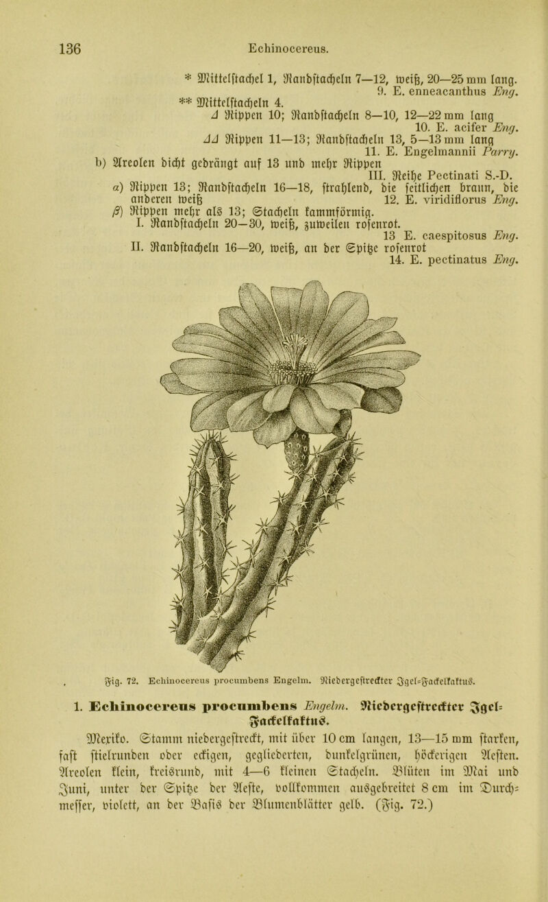 * äJlittelftacpel 1, JRanbftacpeln 7—12, tueifj, 20—25 mm lang. 9. E. enneacanthus Eng. ** ÜUiittclftacpeln 4. J Utippen 10; 91anbftacf)eln 8—10, 12—22 mm lang 10. E. acifer Eng. JJ Rippen 11—13; 9tanbftad)eln 13, 5—13mm lang II. E. Engelmannii Parry. b) Sireoien bicpt gebrängt auf 13 unb ntepr Rippen III. ffteipe Pectinati S.-D. a) Rippen 13; Stanbftacpeln 16—18, ftraplenb, bie fcitlicpen braun, bie anbereu toeijj 12. E. viridiflorus Eng. ß) Rippen mepr als 13; ©tacpeln fammförmig. I. sJtanbftacpeln 20—30, toeifc, §utoeileu rofenrot. 13 E. caespitosus Eng. II. 9ianbftacpeln 16—20, tueifc, an ber Spipe rofenrot 14. E. pectinatus Eng. , 5*9- 72. Echinocereus procumbens Engelm. 9^iebergeftretftev ^513er=UadfelTaftu^. 1. Echinocereus procumbens Engelm. Sfticbcrgcfhrctftct £$gcl= ^arfclfaftuS* 9D7erif‘o. ©tamm niebergeftreeft, mit über 10 cm langen, 13—15 mm ftarfen, faft ftielrunben ober eefigen, geglicbertcn, bunfelgrünen, pöcferigcn rieften. Areolen fleirt, frciSrunb, mit 4—6 fleinen ©tacpeln. ©litten im ©tai unb $uni, unter ber ©pipe ber Slefte, bollfcmmcn auSgcbreitct 8 cm im ©urep; meffer, biolett, an ber ©afiS ber ©lumenblätter gelb. (gig. 72.)