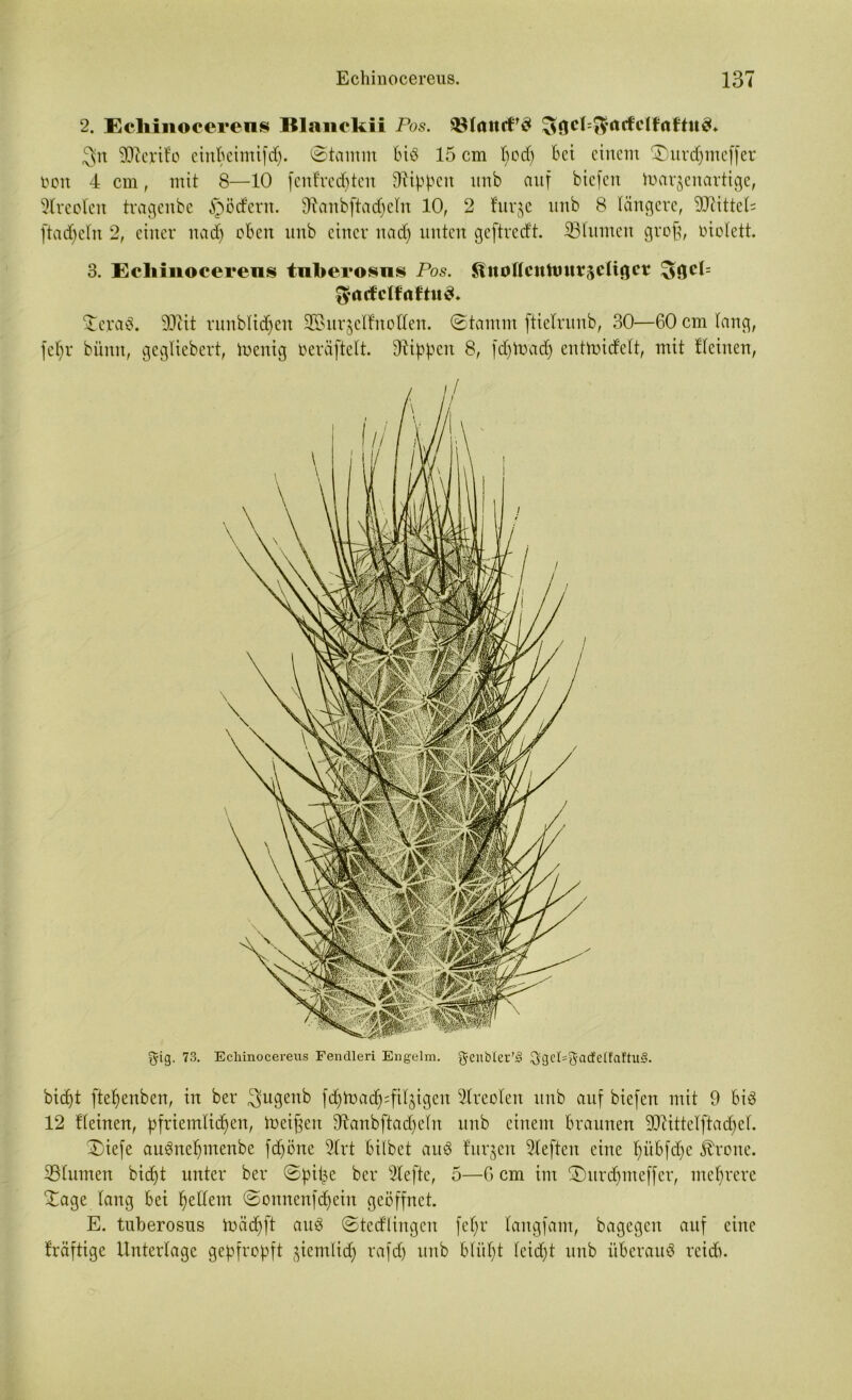 2. Echinocerens Itlanokii Pos. ^gcl=^acfclfrtJtU^» gn 9Dlerifo ciuhcimifdj. ©tamm biö 15 cm f>ecf) bei einem ©>urd)meffer Don 4 cm, mit 8—10 [entrechten Klippen nnb auf biefen ibar^enartige, Areolen tragenbe §ödern. ©anbftadfctn 10, 2 fuqe nnb 8 längere, Mittels ftadjetn 2, einer nach oben nnb einer nad) unten geftredt. ©turnen groß, biolett. 3. Echinocereus tnberosns Pos. ^ttoKcithJittseltgcr $ac¥clfaftit$» ^teraö. 9JUt runblidjen SBnr^elfnoden. ©tamm ftielrnnb, 30—60 cm (ang, feljr bünn, gegliebert, tnenig beräftett. Rippen 8, [djtoadj enttoidelt, mit tteinen, ^ig. 73. Echinocereus Fenclleri Engelm. genblcu’3 3gel=gatfelfaftu3. bid)t ftef)enben, in ber ^ugenb [d)Vbad);fi^igen strebten nnb auf biefen mit 9 bis 12 tteinen, pfriemticf)en, ioeißeit ©anbftad)etn nnb einem braunen ©iittetftad)et. ©)iefe auSnchmenbe fd)öne 9trt bitbet auS turnen 2teften eine tmbfdfe $rone. ©turnen bicf)t unter ber ©piße ber Steftc, 5—6 cm im ©Htrdjmeffer, mehrere £age tang bei federn ©onnen[d)ein geöffnet. E. tuberosus toädjft auS ©tcdlingcn fel;r tangfam, bagegen auf eine fräftige Untertage gepfropft ^iemtid) rafd) nnb btüht teid)t nnb überaus reidb.