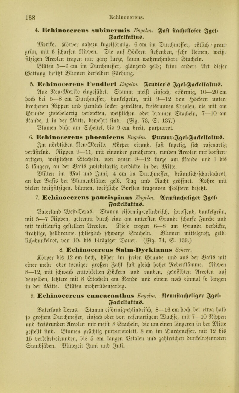 4. Echinocereus snbinermis Engelm. $aft ftödjctfofcr g;gcl= gacfclfnftuc*. Merifo. Körper nahezu fugeiförmig, 6 cm im £)urd)meffer, rötlidj ; grau; grün, mit 6 fdjarfen Rippen. £)ic auf §ödern fte^enben, fefyr fleinen, toeiß; filzigen Slreolen tragen nur ganz furze, faum mal)rnef)mbare ©tadjeln. Blüten 5—6 cm im £)urdjmeffer, glänjenb gelb; feine anbere 2lrt biefer ©attung beflißt Blumen berfetben gärbung. 5. Echinocereus Fendleri Engelm. $enblet'3 2lu3 97eu;Merifo eingeführt. ©tamm meift einfad), eiförmig, 10—20 cm f)od) bei 5—8 cm 2)urdjmeffer, bunfelgritn, mit 9—12 oon §ödern unter; bvcd)enen Rippen unb jiemlid) loder geftedten, freiöntnben Areolen, bie mit am ©runbe ^miebelartig Oerbidten, toeißlichen ober braunen ©tacbetn, 7—10 am Banbe, 1 in ber Mitte, betoehrt finb. (gig. 73, ©. 137.) Blumen bid)t am ©Reitel, bi3 9 cm breit, purpurrot. 6. Echinocereus phoenicens Engelm. ^utput=^gcl=^atfel¥aftu3» gm nörblid^en 97eit;Merifo. Körper eirunb, faft fugelig, (id) rafenartig Oeräftelnb. Bippen 9—11, mit einanber genäherten, runben 2lreoten mit borften; artigen, toeißlid)en ©tackeln, oon benen 8—12 furze am Banbc unb 1 biö 3 längere, an ber Bafiö ztoiebelartig oerbidte in ber Mitte. ‘Blüten im Mai unb guni, 4 cm im B)urd)meffer, bräunlid);fd)arlad)rot, an ber Bafi$ ber Blumenblätter gelb, Bag unb 9iad)t geöffnet. Böl)re mit rieten toeißfifzigen, bünnen, toeißlid)e Borften tragenben ^3oIftern befeßt. 7. Echinocereus paucispinus Engelm. Sfrmftadjeligcr g;gel= ftadcltattud. Batertanb BkfOBeraeü ©tamm eiförmig;cplinbrifd), fproffenb, bunfelgritn, mit 5—7 Bippen, getrennt burd) eine am unterften ©runbe fcßarfe gurd)e unb mit toeitläufig geftellten 2lreolen. B)iefe tragen 6—8 am ©runbe oerbidte, ftral)lige, hellbraune, fd)ließlid) fd)toarze ©tadeln. Blumen mittelgroß, gelb; Iid);bunfetrot, oon 10; bi3 14tägiger B)auer. (gig. 74, ©. 139.) 8. Echinocereus Salm-Dyckianus Scheer. Körper biö 12 cm hod), h^er im freien ©runbe unb au8 ber BaftS mit einer mehr ober loenigcr großen gabt faft gteid) h°her Bebenftämme. Bippeit 8—12, mit fcßmad) cutroidelten §ödern unb runben, getoölbten 5lreolen auf benfelben, letztere mit 8 ©tad)etn am Banbe unb einem nod) einmal fo langen in ber Mitte. Blüten mohrrübenfarbig. 9. Echinocereus enneacanthus Engelm. 3tcunftad)cligcr Söcb gttcfclfrtftud. Batertanb Bcrab. ©tamm eiförmig;ct)linbrifch, 8—16 cm hoch bei ctloa halb fo großem £)urd)meffer, einfad) ober oon rafenartigem B3ud)fc, mit 7—10 Stippen unb freiSrunben 9treolcn mit meift 8 ©tackeln, bie um einen längeren in ber Mitte geftellt finb. Blumen prädjtig purpuroiolett, 8 cm im £)urdjmcffer, mit 12 bis 15 Oerfehrt;eirunben, bis 5 cm langen fetalen unb zahlreichen bunfelrofcnroten ©taubfäben. Blütezeit guni unb guli.