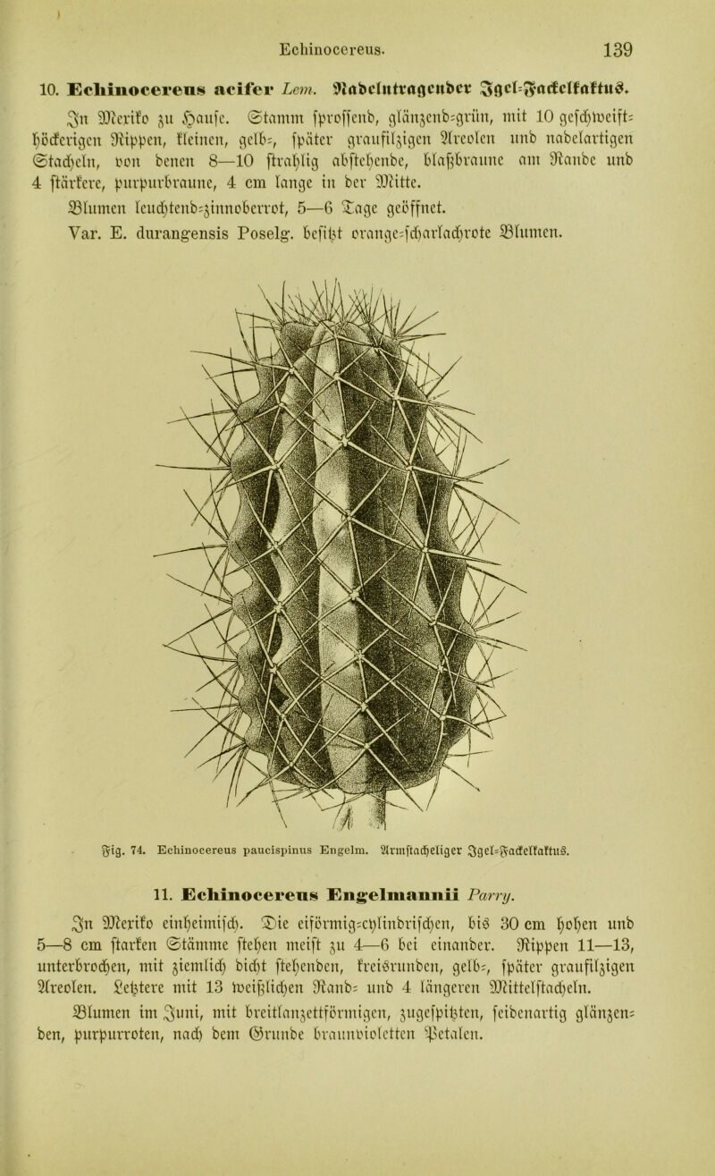 10. Echinocereus acifer Lem. ^irtbclntvarjcitbcv Söct^arfielfnftit^. 3n Sterile ju §aufe. @tamm fproffenb, glänjenb^grim, mit 10 gefd>toeift= hödertgen Rippen, Hetnen, gelb;, fpäter graufifjigen Areolen unb nabelartigen ©tadeln, oott beiten 8—10 ftraijlig abftef)enbe, Blaj}Braitne am 91anbe nnb 4 ftärtere, purpur Braune, 4 cm lange in ber SO^itte. ÜBlumcu leud)tenb:jinnoberrot, 5—6 £agc geöffnet. Var. E. durangensis Poselg. Beflißt orange^fdjarfadjrote SBIumen. ft-ig. 74. Echinocereus paucispinus Engelm. Slrmftadjeliger Sgel^acfetf'aftuS. 11. Echinocereus Engelmannii Parry. 3>n 9Jterifo eirtfjeimifd). ®ie eiförmig;cpfiubrifd)en, Bis 30 cm f)of)en unb 5—8 cm ftarfen ©tämme fielen meift ju 4—6 Bet einanber. dtippett 11—13, unterbrochen, mit ziemlich bicf>t ftef)enben, freierunbcit, gelb;, fpäter grauftljigen Sfreolen. £ef}tere mit 13 fachlichen 9tanbs unb 4 längeren SDtittelftadjeln. ^Blumen im 3uni, mit Breitfanjettförmigen, jugefpi^ten, feibenartig glättjem ben, purpurroten, nad) bent ©runbe Braunoiofetten fetalen.