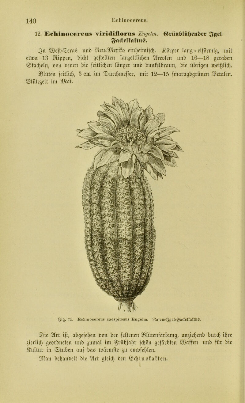 12. Ecliiiiocereus viridiflorn» Engelm. @rüttftHif)enbe? £$atfelfaftu3* 3n SEBeft^eraö unb 9fau=9!fterito einl)eimifd). Körper lang = eiförmig, mit eüna 13 Rippen, bid)t geftelXten lanjettlidjen Areolen unb 16—18 gerabert ©tadeln, ron beiten bie feitlidfeit länger unb buntelbraun, bie übrigen toeiglidj. ^Blüten feitlidj, 3 cm im S)urd)meffer, mit 12—15 fmaragbgrünen fetalen, iöli'itcjeit im 9ttai. ^ig. 75. Echiuocerens caespitosus Engelm. 9^iUClts$geI=ftacfeIfaftH§. ©)ie 5lrt ift, abgefefyen fcoit ber feltenen 33lütenfärbung, an^ieffenb bttrd) if)re jierlid) georbneten unb juntal im $ritf)jaf)r fdjön gefärbten SBaffen unb für bie Jfrtltur in ©tuben auf ba3 toärmfte 31t empfehlen. 9ttan betyanbelt bie 5lrt gleidj ben (Sdfinofatten.