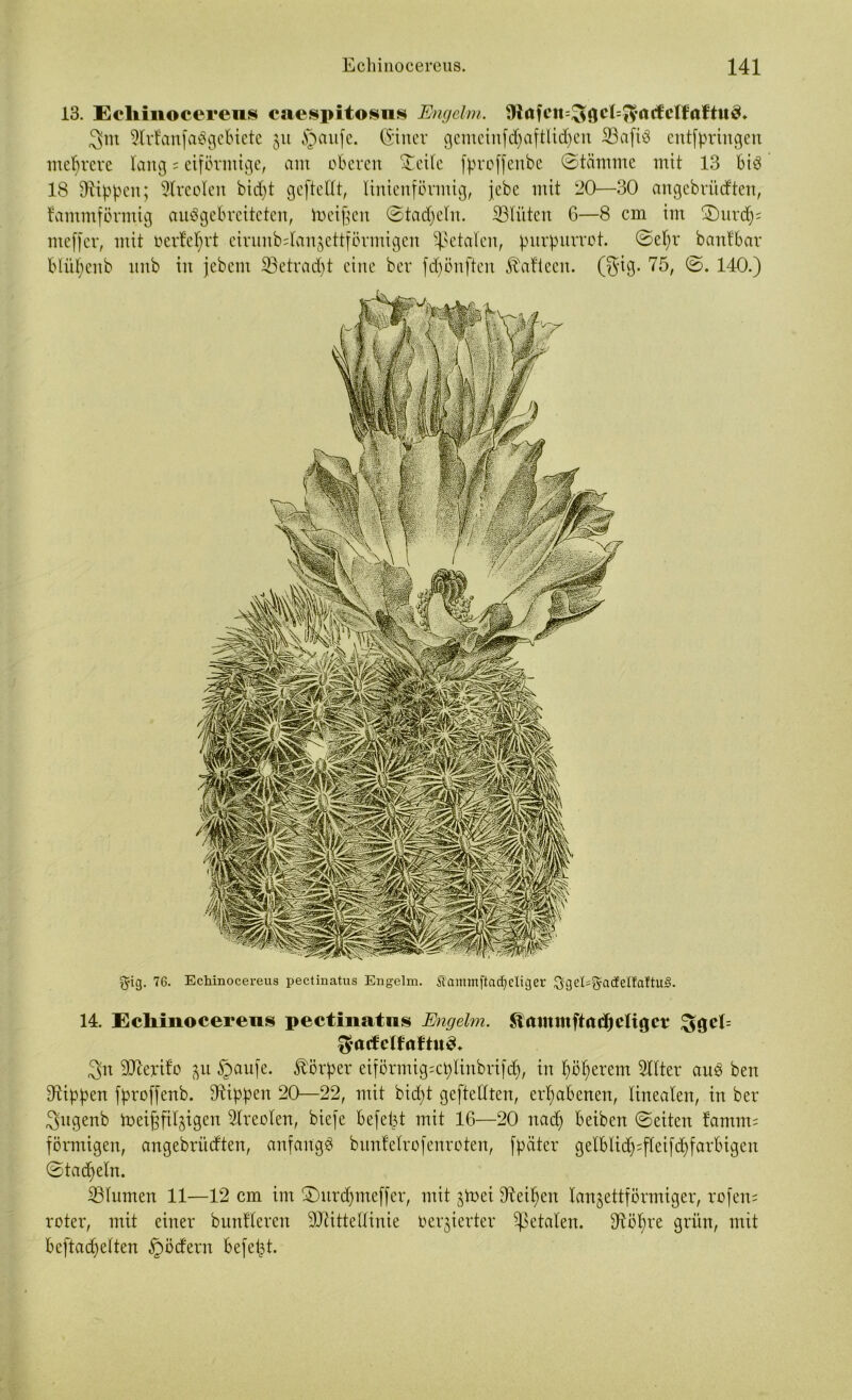 13. Ecliinocereus caespitosns Engelm. 9iafeu=^$cl=$rtifcl¥aftu3» 3nt SlrfanfaSgebiete 51t Ajanfc. (Sitter gemcinfcfyafttidjen iöafiö entfpringen mehrere lang = eiförmige, am oberen £eile fproffenbe ©tämme mit 13 bi3 18 Rippen; Sireoien bidjt geftetlt, linienförmig, jebc mit 20—30 angebrüdten, tammförmig auögebreitctcn, meinen (Stapeln, SBlüten 6—8 cm im 3)ur$= meffer, mit oerteprt cirunb=tan§ettförmigen fetalen, purpurrot. ©epr bantbar blüpenb ltnb in jebem 33etrad)t eine ber febönften ^atteen. (§ig. 75, ©. 140.) gig. 76. Echinocereus pectinatus Eugelm. Sammftacfjdiger 3gd=gacfdfaftu3. 14. Echinocereus pectinatus Engelm. fertiget* £$gel= gactdfrtftuc*. gn SJterito zu §aufe. Körper eiförmig=cpltnbrifdp, in pöperem Sitter auö ben Stippen fproffenb. Stippen 20—22, mit biept geftellten, erhabenen, linealen, in ber gngenb toei^fit^igen Streolen, biefe befept mit 16—20 ttad) beiben ©eiten famm= förmigen, angebriidten, anfangs bnntelrofenroten, fpäter gelblicp;fteifcpfarbigen ©tackeln. SBtumen 11—12 cm im ©nrdjmeffer, mit ztoei Steipen lanzettförmiger, rofen= roter, mit einer bnnfleren SJtittellinie regierter fetalen. Stöpre grün, mit beftacpelten §ödern befept.