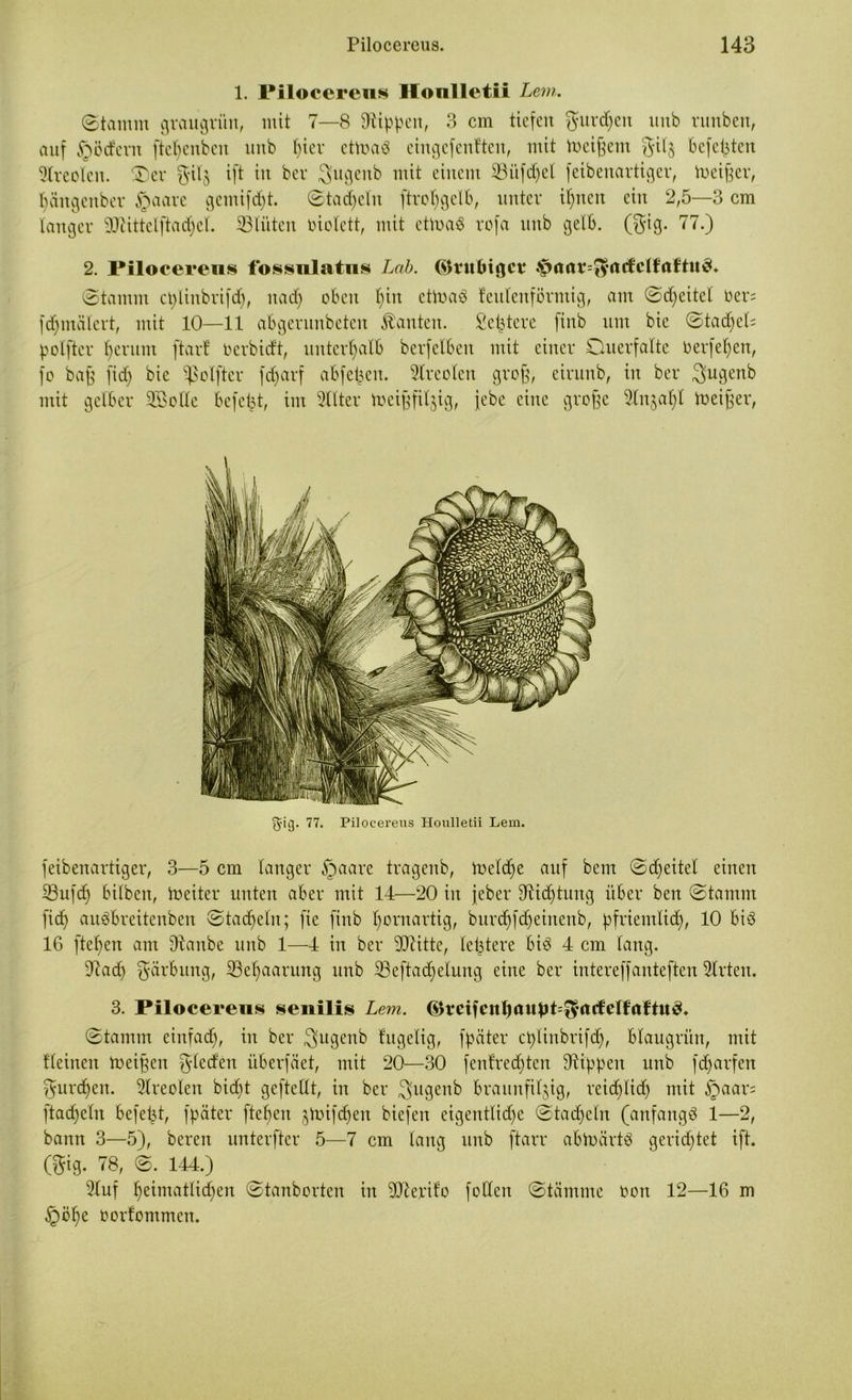 1. Pilocereus Honlletii Lern. (Stamm graugrün, mit 7—8 Dtippcn, 3 cm tiefen gurren itnb ritnbert, auf §öcfem fte^enben unb ()ier ettoaä eingefenften, mit fteißem gifj befehlen Areolen. ®er gtlj ift in ber 3>ugenb mit einem SBüfdjel feibenartiger, beider, tyängenber §aare gcmifd)t. ©tackeln ftrol;gclb, unter ihnen ein 2,5—3 cm langer 9Jlittelftad)el. 33lüten biolett, mit ettoaS rofa unb gelb. (gig. 77.) 2. Pilocereus fossnlatus Lab. (SU4ul>i$ct4 ©tamm cplinbrifd), nad) oben l)iit ctloaö fadenförmig, am ©djeitel ber= fdjmdlcrt, mit 10—11 abgerunbeten ganten. Se^tere finb um bic ©tadjed polftcr herum ftarf oerbidt, unterhalb berfelben mit einer Duerfalte berfe^en, jo baß fid) bic Sßolfter fc^arf aBfefcen. 9lrcoleit groß, eintnb, in ber Sugenb mit gelber SEßolle befeijt, im Filter meißfiljig, jebc eine große Slnja^l toeißer, g-iij- 77. Pilocereus Honlletii Lern. feibenartiger, 3—5 cm langer §aare tragenb, lneld)e auf bem ©dfeitel einen SBufcfj bilben, Voeiter unten aber mit 14—20 in jeber ^Richtung über bat ©tamm fiep audbreiteuben ©tadeln; fte finb kornartig, burchfdjeinenb, pfriemlid), 10 biö 16 fielen am ülanbe unb 1—4 in ber 90iitte, letztere biö 4 cm lang. •Pad) gärbung, ^Behaarung unb 23eftad)elung eine ber intereffanteften Slrten. 3. Pilocereus senilis Lern, ®rcifcnl)aupt=$rtcfelfaftu3* ©tamm eiitfad), in ber 3ugenb fugelig, ff)ater ct>linbrifc^, blaugrün, mit deinen toeißen gleden überfäet, mit 20—30 fenfredjten Rippen unb fdjarfen gurren. 2lreolen bid)t geftellt, in ber $ugenb braunfiljig, reid/lid) mit §aar= ftacpeln befefd, fpäter fiepen §toifcpen biefen eigentliche ©tacpeln (anfangs 1—2, bann 3—5), bereit unterfter 5—7 cm lang unb ftarr abtoärtS gerichtet ift. (gig. 78, ©. 144.) 9luf peimatlicpen ©tanbortat in ‘üfterifo fodeit ©tämme oott 12—16 m §öpe oorfommen.