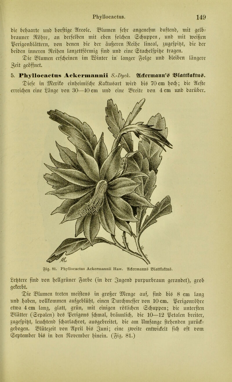 bic behaarte mtb borftige Kreole, ©turnen fe^r angenehm buftenb, mit gelb; brauner 9ftöhre, an berfetben mit eben folgen ©d)uppen, unb mit meinen ©erigonblättern, mm benen bie ber äußeren 3teil)e lineal, jugef^i^t, bic ber beiben inneren Leihen lanzettförmig finb unb eine ©tachelfpitje tragen. SDie ©turnen erfdjeinen im ©Sinter in langer 5'°^3C llu^ fcfetfan längere Seit geöffnet. 5. Phyllocactus Acke 1*111 annii S.-Dyck. 3lcfermannt 5ßlrtttfaftu^. £>iefe in ©terilo cttthcimifdjc föaftuöart toirb bi3 70 cm ()od;; bie Slefte erreichen eine Sänge oott 30—40 cm unb eine ©reite non 4 cm mtb barüber. §ig. 81. Phyllocactus Ackermannii Haw. 2l<fermann§ 23tattfaftu3. Seziere finb Oon hellgrüner $arbe (in ber $ugenb purpurbraun geranbet), grob gelerbt. £)ie ©turnen treten nteifteno in großer ©ienge auf, finb biö 8 cm lang unb haben, oottfommen aufgeblüht, einen 3)ttrd;meffer Oon 10 cm. ©erigottröhre ettoa 4 cm lang, glatt, grün, mit einigen rötlichen ©dfuppcit; bie unterften ©lätter (0epalett) be£ ©erigon3 fd>mal, bräunlich, bie 10—12 ©etaleit breiter, jugefpit^t, leuchtenb fd)artad)rot, auögebreitet, bie am Umfange ftehenben zttrüd; gebogen, ©lüte^eit oon Slpril bi3 $uni; eine zweite entmidelt fid) oft Oont ©eptember bi3 in ben ©ooentber hinein, (gig. 81.)