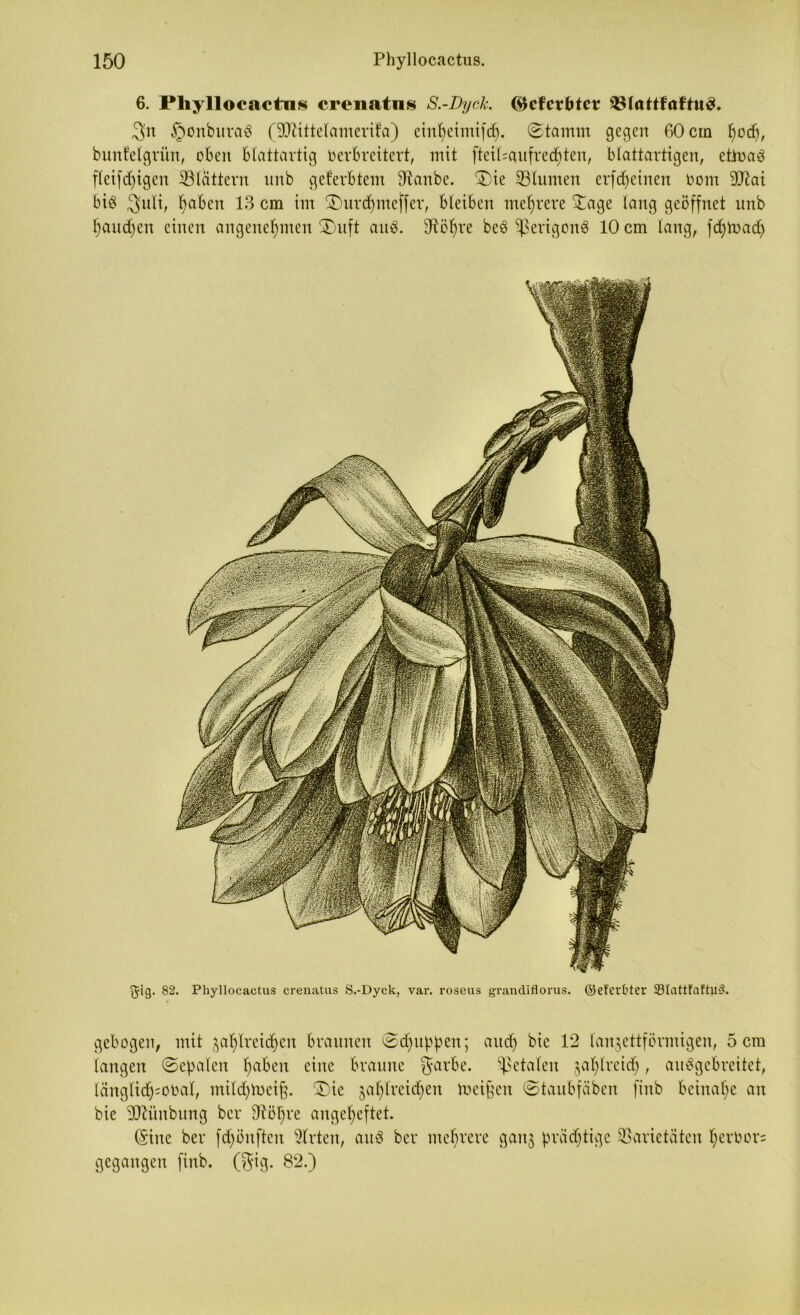 6. Pliyllocactns crenatns S.-DycL ©cfcr&tcr $8(attfoftu3. 3n £)onbura6 (Sftittelamerifa) einheimifd). (Stamm gegen 60 cm h°<h, bunteigrün, eben blattartig verbreitert, mit fteiPaufrechten, blattartigen, ettoaS fleißigen ^Blättern unb geferbtem ^tanbe. $)ie Blumen erlernen eom 9Jtai bis 3nli, f>aben 13 cm im £)urdjmeffer, bleiben mehrere £age lang geöffnet unb haudfen einen angenehmen H)uft auS. dtöhre beS VerigonS 10 cm lang, fd)toad) $ig. 82. Phyllocactus crenatns S.-Dyck, var. roseus grandiflorus. ©ef'Cl't’ter 33Iattfaftlt^. gebogen, mit zahlreichen braunen ©puppen; auch 12 lanzettförmigen, 5 cm langen Senaten h^en eine braune garbe. fetalen zahlreich, auSgebreitet, länglich-oval, ntilchtoeift. ®ic zahlreichen Weiten ©taubfäben ftnb beinahe an bie 3Jtünbitng ber 9^ö^re angeheftet. (Sine ber fäjönftcn Wirten, au 3 ber mehrere ganz prächtige Varietäten heröor= gegangen finb. ($ig. 82.)