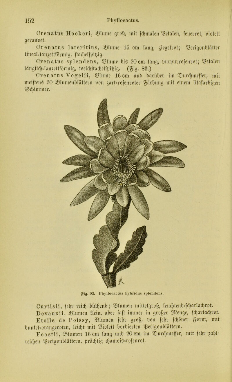 Crenatus Hookeri, ©turne groß, mit finalen fetalen, feuerrot, oiotett gcranbet. Crenatus lateritius, ©turne 15 cm taug, ziegelrot; ©erigonBtätter lincaManjettformig, ftac^etfpit^ig. Crenatus splenclens, ©turne Bi3 20cm lang, purpurrofenrot; ©etaten tängtidjdan^ettförmig, toei<$fta$eIf|Hfcig. (gig. 83.) Crenatus Vog-elii, ©turne 16 cm unb barüBer im t£)urd)meffer, mit meiftenS 30 ©tumenBIättern Don jart^rofenroter Färbung mit einem titafarBigen ©dümmer. g-ig. 83. riiyllocactus liybridus splendens. Curtisii, fct)r rcid) Blüt^enb; ©turnen mittelgroß, teud)teub;fd)artad)rot. Devauxii, ©turnen Itein, aber faft immer in großer ©tcnge, fcbartadprot. Etoile de Poissy, ©turnen fefyr groß, Don fetjr fdjöner gönn, mit bunfePorangeroten, tcid)t mit ©iotctt Borbierten ©erigonBlättern. Feastii, ©turnen 16cm tang unb 20cm im ©mrdpneffcr, mit fet>r reifen ©crigonBtättcru, prädjtig d)antoi3=rofcnrot.