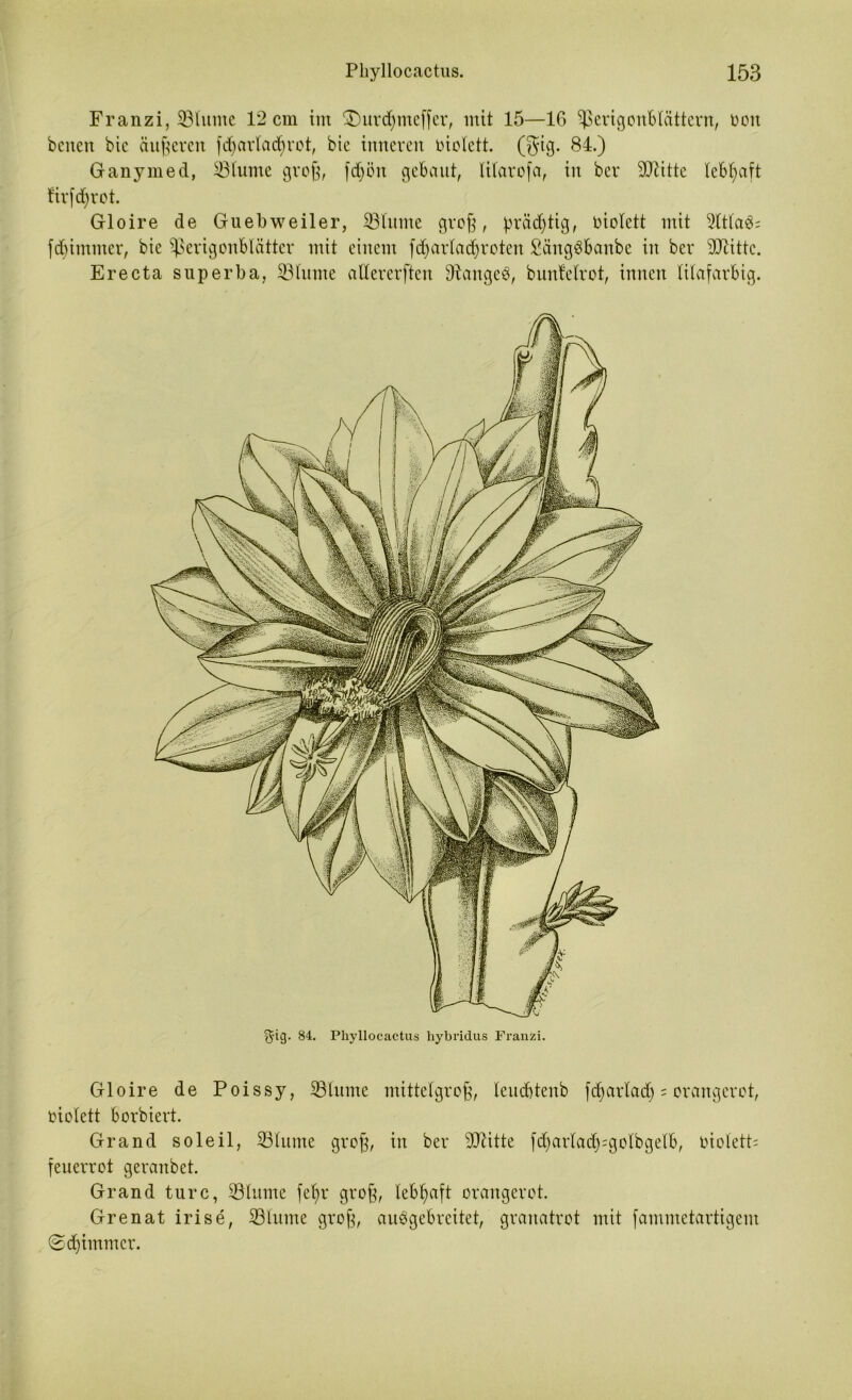 Franzi, 33lume 12 cm im SDurdfymeffer, mit 15—16 ^SerigonBIättern, oon beiten bic äußeren fdjartadfyrot, bic inneren oiolctt. (gig. 84.) Ganymed, 33lume groß, fdjön gebaut, lilarofa, in ber 9Dtitte lebhaft firfcfyrot. Gloire de Guebweiler, 33lume groß, prä^tig, oiolett mit 9ltla3= fd) immer, bie ^erigonblätter mit einem fdjarlac^roten £äng3banbe in ber dritte. Erecta su perba, 33 tu me adererften Dtangeb, b unfelrot, innen lilafarbig. ^ig. 84. Phyllocactus hybridus Franzi. Gloire de Poissy, 33tume mittelgroß, leuebtenb fcfyarlad) = orangerot, oiolett borbiert. Grand soleil, 33lume groß, in ber sDtitte fdjarladjsgolbgelb, oiolett: feuerrot geranbet. Grand turc, 33lume fefyr groß, lebhaft orangerot. Grenat irise, 33lume groß, aubgebreitet, granatrot mit fammetartigem (Schimmer.