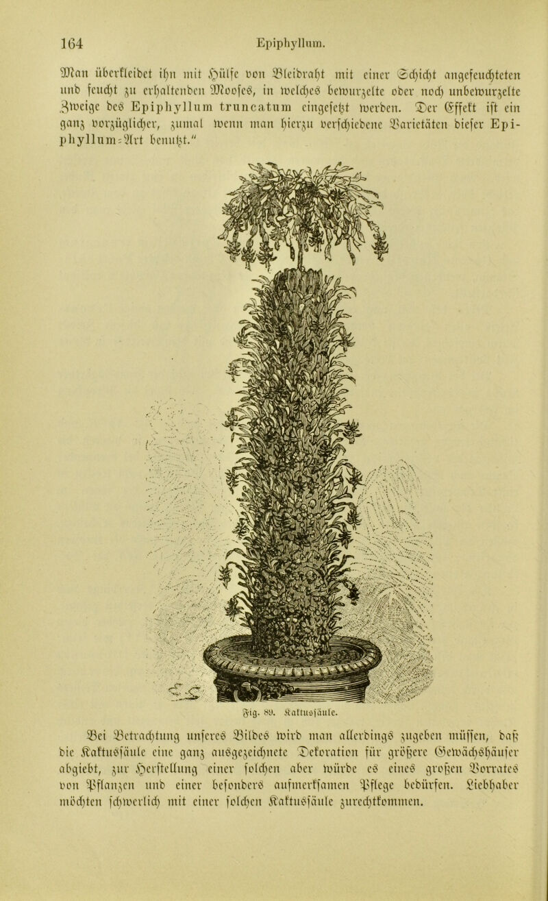 'üftan überflcibct dpi mit £)i'dfe üon Vleibrafyt mit einer 0d)id)t angefeudjteten mtb feud)t crfyaltcnben 9)ioo(cS, in toeldjeS beftmr^elte ober nod) unbetour^elte Steige bcS Epiphyllum truncatum eingefe^t toerben. £)er (Sffet't ift ein gan^ nor§üglid)er, jumat luenn man f)icvjn oerfd)iebcnc Varietäten biefer Epi- p liy 11 u m s 2Trt benutzt.“ gig. 8D. Sat'tusfäule. Vei Vetradjtung unfereS Vilbcs toirb man atferbingS jngebeit mitffen, bap bie. ^aftnsfänle eine ganj auSge^eidptete ®eforaticn für größere ®emäd)Sl)äufer abgiebt, jur §erftedung einer folgen aber mürbe cS eines großen Vorrates oon VPanSen unb einer befenbcrS aufmerffamen VPe9e Bebürfen. Sieblfaber mödfjten fdpnerlid) mit einer feieren K'attnSfänle jurcd)tfommen.