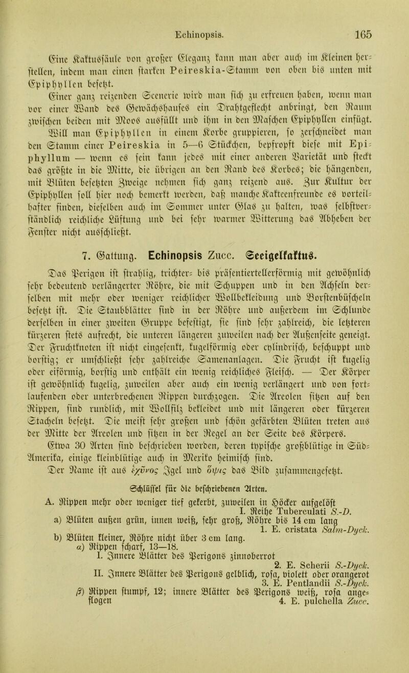 (Sine $<ittu$fäule ooit großer ©leganz tarnt man aber aud) im kleinen l;er= [teilen, inbem man einen ftarten Peireskia-©tamm oon oben biö unten mit ©pipppllen befept. ^•iner ganj veijenben ©cenerie toirb man fid; 51t erfreuen paben, toemt man vor einer 2öanb bcö ©eiuä<p$paufe$ ein ©raptgefledjt anbringt, bett Staunt Zünfdpen bcibeit mit $koo3 auöfüllt unb ipm in bett SDlafdjen (Spip6l)dett einfügt. 28id matt ©pipppllcn in einem föorbe gruppieren, fo zerfdjneibet man bett ©tamm einer Peireskia in 5—6 ©tüdrpen, bepfropft biefe mit Epi; phyllum — menn eb fein tonn jebeö mit einer anberett Varietät unb ftedt bab größte in bie ^Dritte, bie übrigen au ben Sümb beb $orbeö; bie pängenben, mit glitten befepten ^toeige nehmen fid) ganz reijenb aub. 3ur Kultur ber ©pipppltcn foll Iper itocp bentertt merbett, baß mantpe föafteenfreunbe eb Dorteil; pafter ftnben, bicfelbett and) im ©omnter unter ©lab 31t palten, U>ab felbftoer; ftänblid) reid)Iid)e Stiftung unb bei fepr tuarmer Sßitterung bab 5lbpeben ber ^enfter niept auSfdjließt. 7. ©attung. Echinopsis Zucc. ©eetgelfafhtS. ©ab gerigolt ift ftraplig, tridjter; bib präfentiertetterförmig mit gcmöpnlid) fepr bebeutenb oerlängerter bRöpre, bie mit ©djuppen unb in ben 9ld)[eln ber; [eiben mit mepr ober meniger reicplidjer 3Bollbe!leibuitg unb SB0rftettbi'tfd)eltt befept ift. ©ie ©taubblätter ftnb in ber 9iöpre unb außerbem im ©d)lunbe berfelben in einer ^toeiten ©rttppe befeftigt, fte [inb fepr zaplreid), bie lepteren litrjeren ftetb aufreept, bie unteren längeren jittueilen naep ber 5lußcnfeite geneigt, ©er gruepttnoten ift niept eingefenft, kugelförmig ober cplinbrifd), befepuppt unb borftig; er umfcpließt fepr japlreitpe ©amenanlagen. ©ie gnupt ift kugelig ober eiförmig, borftig unb entpält ein ioenig reid)lid)eö gleifd). — ©er Körper ift geroöpnlicp kugelig, zutoeilen aber aud) ein luettig Derlängert unb oon fort; laufenben ober unterbrochenen Grippen bttrd^ogen. ©ie Sireoien fipen auf ben stippen, ftnb runblicp, mit SSollfilj betleibet unb mit längeren ober fürjereu ©tacpeln befept. ©ie rneift fepr großen ttnb ftpött gefärbten Blüten treten auö ber 3Jtitte ber Sireoien unb fipen in ber Siegel an ber ©eite beö Jl'örperö. ©ttoa 30 Slrten finb befeprieben toorben, bereu tppifdje großbliitige in ©iib; Slmerifa, einige kleinblütige and) in Sllerifo peimifdj finb. ©er Slame ift aue t/vvog ggel unb oxpig baS S5ilb jufatnmengefept. ©cplüffel fiir öle befepriebeneti 2lrtctt. A. Siippen mepr ober Weniger tief geferbt, zutoeilen in §öcter aufgelöft I. Steiße Tuberculati S.-D. a) 23Iüten außen grün, innen meiß, fepr groß, Stößre bt§ 14 cm lang 1. E. cristata Salm-Dyck. b) 23lüten Heiner, Stößre nid)t über 3 cm lang. a) Rippen feparf, 13—18. I. gnnere Blätter be§ $erigon§ zinnoberrot 2. E. Scherii S.-Dyck. II. gnnere Blätter be§ $erigou§ gelblicp, rofa, Piolett ober orangerot 3. E. Pentlandii S.-Dyck. ß) Stippen ftumpf, 12; innere Blätter be§ ^Serigon§ toeiß, rofa aitge= flogen 4. E. pulcliella Zucc.