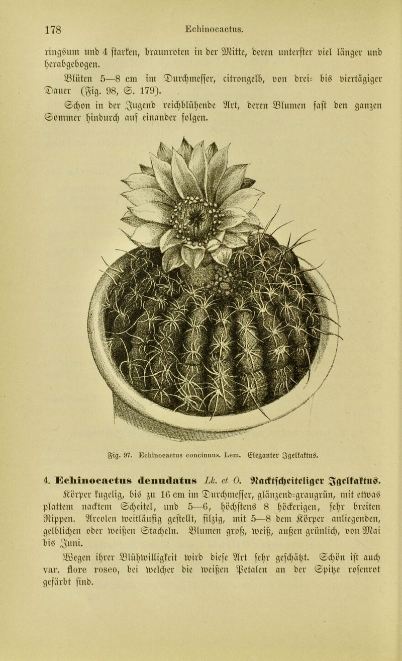 ringsum unb 4 ftarlen, braunroten in ber ©titte, bereit unterfter viel länger unb herabgebogen. ©litten 5—8 cm im £)urd)meffer, citrongelb, oon brei- bis viertägiger £)auer (gig. 98, ©. 179). @d)on in ber Sugenb reid;blitl;enbe 2lrt, bereit ©(unten faft ben ganzen ©ontmer fyinbttrd) auf einanber folgen. gig. 97. Echinocactus concinnus. Lern, (Stegantev $gelfaftu§. 4. Ecliiiiocactns (leimdatns Lk. et 0. 9Jacftfd)citcligcr ^gclföftnS. Körper t'ugelig, bis jtt 16 cm im £)urdjirteffer, glänjenb^graugrün, mit etioaS plattem nadtent ©djeitel, unb 5—6, (;öd)ftenS 8 pöderigen, fc(;r breiten Rippen. 3lreolen Weitläufig gcftellt, filzig, mit 5—8 bem Körper anlicgcubeu, gelblichen ober meinen ©tadeln. ©litmen grof, locif?, atifjcn griutlid), oon ©tat bis 3uni. SBegen ihrer ©liihtoilligfeit Wirb biefe 3lrt fehr gefd^äpt. ©cbön ift and) var. flore roseo, bei Welcher' bie Weiften fetalen an ber ©pifje rofenrot gefärbt fiitb.