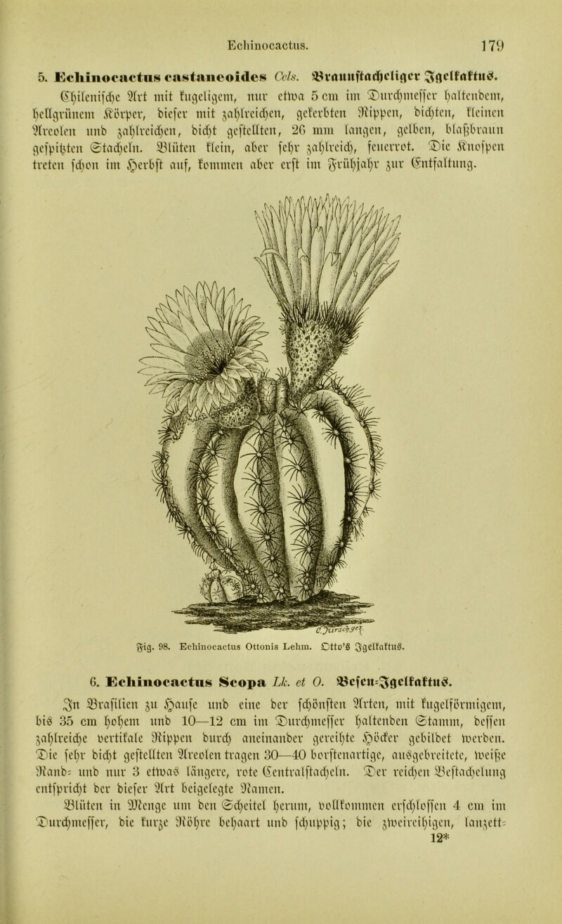 5. Echinocactiis castaneoides Cels. ©vaunfhidjctigcv Epilcnifcpc 9lrt mit tugeligem, nur ettoa 5 cm im SDurcpmeffer paftenbcm, hellgrünem Körper, biefer mit ga^Hretc^en, geferbten Rippen, biepten, Keinen Alveolen unb $aplreidpen, biept geteilten, 2G mm langen, gelben, blaßbraun gefpipten ©tadpeln. Blüten Kein, aber fepr japlreidp, feuerrot. ®ic ^nofpen treten fcpoit im §crbft auf, fommen aber erft im grüpjapr $ur Entfaltung. gig. 98. Echinocactus Ottonis Lehm. Dtto’S $gelfaftlt§ 6. Ecliinocactus Scopa Lk. et 0. 5ßefett=£$8clfaftu3. 3>n ©rafilien §u §aufe unb eine ber fepönften Wirten, mit tugeiförmigem, bi3 35 cm popem unb 10—12 cm int ®urcpmeffer paltenben ©tarnm, beffeu ^aplreitpe oertifale Ütippen bttrep aneinanber gereipte §öcter gebübet Serben. £>ie fepr bidpt geftelltcu 5lreolen tragen 30—40 borftenartige, auSgebreitetc, toeiße sJtanb; unb nur 3 ettnaö längere, rote Eentralftadpeln. £>er reiepen iBeftacpelung entfpriept ber biefer 2lrt beigclegte bauten. ©litten in Menge um beu ©cpeitel perum, oolltomuten crfcploffeu 4 cm im £)urdpmeffer, bie tur^e Diöpre bepaart unb fcpupptg; bie jtoeireipigen, lan$ett= 12*