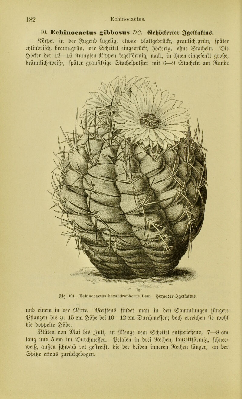 10. Echinocactiis gibbosus DG. (SJcljötfertci: ^gclfaftuö. Körper in bev 3ugcnb kugelig, etmaö plattgcbrüdt, grautid):grün, fpäter cplinbrifd), braumgrim, ber ©djcitel eingebrückt, fyöckerig, ofjne Stacheln. ®ie §ocker bev 12—16 fhtmpfeit Sappen kegelförmig, nackt, in irrten eingefentt grofie, brännlid)dr>ei£:, fpäter graufilzige Stadjelpolfter mit 6—9 Stadfein am 9tanbe gig. 101. Echiuocactus liexaedrophorus Lern. §ei'aebev=^gelfaltu^. nnb einem in bev SJbitte. SfteiftenS finbet man in ben Sammlungen füngeve ^Pflanjen biö zu 15 cm §öl;e bei 10—12 cm Surdjmeffer; bod) evveidjen fie loopl bie hoppelte §ök;c. Glitten ooit Wlai bitf 3uli, in Stenge bcm Sdjeitel entfpvie^enb, 7—8 cm lang unb 5 cm im Surdfmeffer. fetalen in bvei Steifen, lanzettförmig, fd;nec= tocif?, außen fdflrad) rot geftveift, bie bev beiben inneren Steilheit länger, an bev Spitze etn>a3 juriiefgebogen.