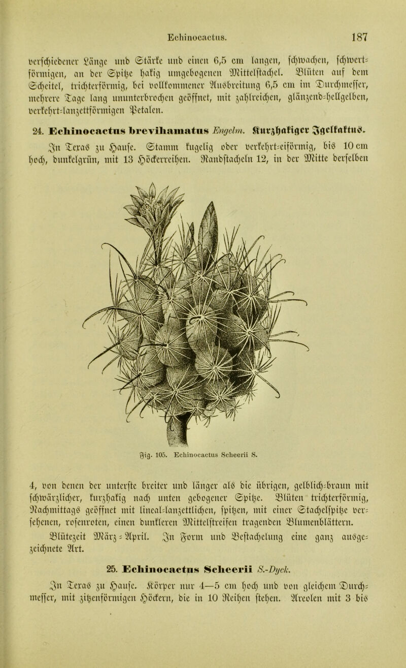 oerfcfyiebeiter gange ltnb (Starte uitb einen 6,5 cm langen, fd)Voad)eit, fdjtoerts förmigen, an bev (Spitze Ijatig umgeBogeitcit SEftittelftadjet. ©litten auf bem (Sdjeitel, tridjterförinig, Bei bottfomntener 9tu$Breitung 6,5 cm im ®urd)mcffer, mehrere Xage lang uuuitterBrodjen geöffnet, mit jal)tveid)cn, glänjenb^edgelBen, üerfetyrtdanjettfönnigen fetalen. 24. Echinocactiis brevihamatus Engelm. Knt*5f)aHgct: ^gclfaftu^* 3n ©eraö 31t §aufe. (Stamm tugetig ober oerfet)rt=eiförmig, Biö 10 cm l)od), bunfelgriin, mit 13 §öderreil)en. sJtanbftad)eln 12, in ber ©litte berfetBen 105. Echinocactus Scheerii S. 4, 001t beiten ber unterfte Bretter unb länger alö bte übrigen, gelBlid):Brattit mit fdjtocirjlidjer, tnrj^atig itad) nnteit gebogener (Spille. ©litten trichterförmig, 97ad)mittag3 geöffnet mit linealdan^ettlid^en, fpi^en, mit einer (Sta^elfpitje oer= fernen, rofenroten, einen bunfleren ©littelftreifen tragenben ©lumenBtattern. ©lüte^eit ©lärg = 2lprtl. 3,n gorm unb ©eftadjetung eine gaitj auefge= 3eid)nete 2lrt. 25. Ecliinocactns Scheerii S.-Dgck. 3n Xeraö 31t §aufe. Körper nur 4—5 cm t;0d) unb 001t gleichem £)itrd)= meffer, mit bimenförmigen §ödern, bie in 10 Ütcifjeit fielen. Slreoten mit 3 Bib