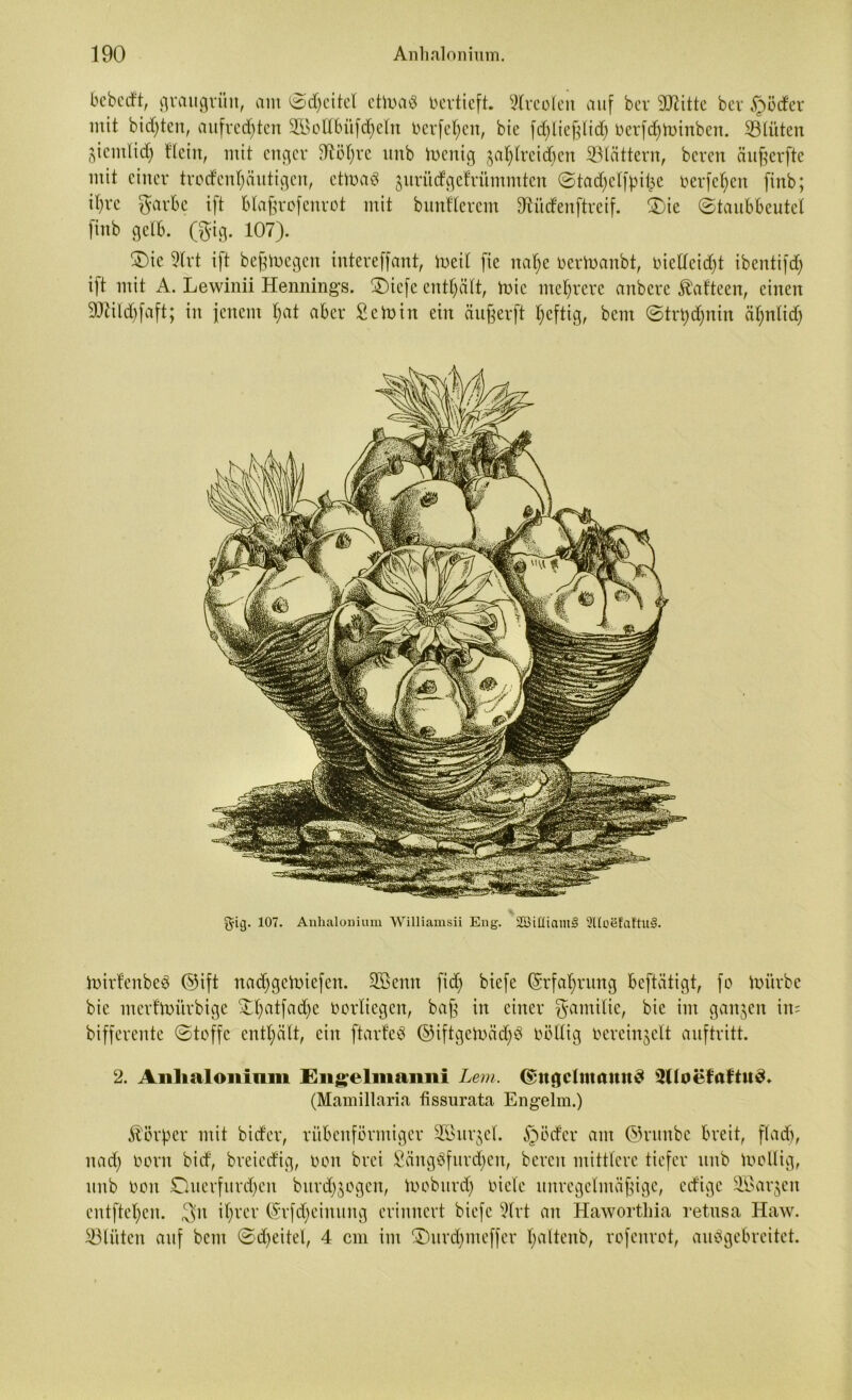 bebcdt, graugrün, am (Scheitel ctiuaS vertieft- Areolen auf bev 9Jiittc ber Dörfer mit bitten, aufrechten 253o 11 biifd)ein berfel)en, bie fdjließlid) berfchtoinben. 93lüten ziemlich Hein, mit enger dtöt)re itnb ibcrtig zahlreichen SBtättern, bereu äußerfte mit einer trodcnhäittigen, ctluaö jurüdPgefriimmten ©tachelfpifce berfehen finb; ihre garbe ift Blaßrofenrot mit bunflerem SRücfenftreif. £)ie (Staubbeutel finb gelb. (gig. 107). ®ie 2lrt ift beßtoegen intereffant, toetl fie nahe bertoanbt, bielleicht ibentifd) ift mit A. Lewinii Hennings. £)iefe enthält, mic mehrere anbere Äatteen, einen 50Ulchfaft; in jenem hat aber Sc in in ein äußerft heftig, bem ©trhdjnin ähnlich g-iij. 107. Anhalonium Williamsii Eng. SBiütamS SUoelaltuS. toirfenbeS ©ift nachgetoiefen. Sfienn fid) biefe (Erfahrung beftätigt, fo mürbe bie merfmürbige £l)atfad)e borliegen, baß in einer gamilie, bie im ganzen iit= bifferente (Stoffe enthält, ein ftarfeS ©iftgemäd)3 böllig bereinjelt auftritt. 2. Anhalonium Engelinanni Lem. ©ugc(maun$ 3lloefaftnS. (Mamillaria fissurata Engelm.) Körper mit bidev, rübenförmiger SCBurjel. §öder am ©runbe breit, flad), nad) born bid, breiedig, bon brei SängSfurdjen, bereit mittlere tiefer tutb mollig, unb bon Duerfurdjen bitrdjzogen, moburd) bicle unregelmäßige, edige 3Bar^en entftehen. 3n ihrer (Srfdjeinung erinnert biefe 9lrt an Hawortliia retusa Haw. 33lüten auf bem <Sd)eitel, 4 cm im $)urdjmef[er haltenb, rofenrot, autfgebreitet.