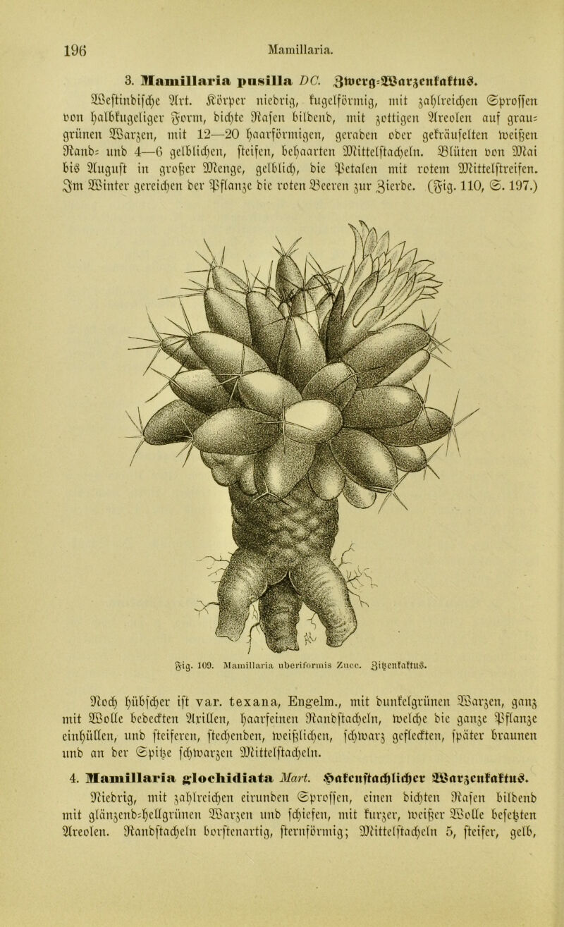 3. Mamillaria pnsilla DC. 3tocr8=$8ar;*cnfaftu3. äßefttnbi(d)e 5trt. Körper niebrig, fugeiförmig, mit gasreichen ©proffen ron ^albfugeliger gorm, bicfytc fftafen bilbenb, mit jcttigen Areolen auf grau; grünen Sßarjen, mit 12—20 fyaarförntigen, gcraben ober geträufelten lucifjen Dlanb; nnb 4—6 gelblidjen, fteifen, behaarten 90?ittelftad)eln. 23lüteit Don dftai bis Stugnft in großer Stenge, gelblid), bie fetalen mit rotem SJiittelftreifen. 3m SBinter gereid)en ber ^jßflanje bie roten Leeren $ur 3icrbe. (gig. 110, ©. 197.) 97od) ^itbfd)er ift var. texana, Engelm., mit bunfclgrünen Söarjen, gan(} mit SBolle bebed'ten Stritten, haarfeinen fftanbftacheln, luelcbe bie ganje Sßflan^e einljütten, unb fteifcrcn, ftcd;enben, lueifjlid)cn, fd)loarj gefled'ten, fpater braunen unb an ber ©pipe fdjtoaräen 9JZittelftad)eIn. 4. Mamillaria gloehidiata Mart. ifwfcuftad)Iid:)cr ilörtrjcnfaf'tuS» fiebrig, mit ja^lreid>en eirunben ©proffen, einen bidjtcn Dtafen bilbenb mit glänjenbihcdgriinen Sßarjen unb fd)icfeit, mit titrier, meiner SBotte befehlen Sireoien. dtanbftadjeln borftenartig, fternförmig; ttßittelftad)eln 5, ftcifer, gelb,