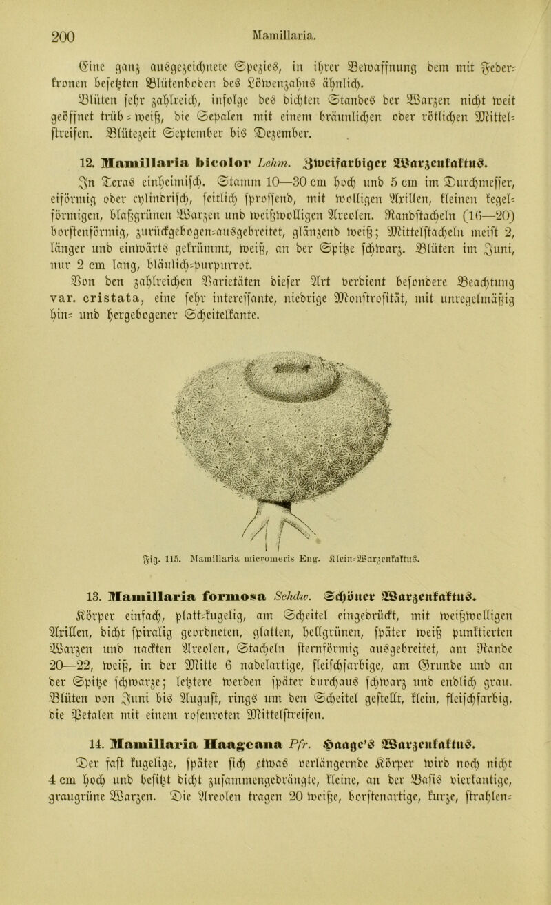 (Sine gaitj au3ge§ci(Bnete ©pejieö, in i^rer Veloaffnung bem mit geber; fronen Befegten VlütenBoben bc3 Sötoen^aBnS äB>ntid). Glitten fe^r ^aBlreid), infolge be£ bitten ©tanbeä ber 2Bar$en niegt toeit geöffnet trüb = toeig, bie ©egalen mit einem Bräunlichen ober rötlichen Mittels ftreifen. Vlütejeit ©eptemBer Biö ©ejemBer. 12. Mamillaria hicolor Lehm. g^cifarMgcr 3Stttäcnlaft«ö. 3n VeraS einBetmifd). ©tamm 10—30 cm Bod) unb 5 cm im ©urd)meffer, eiförmig ober ct)linbrifc^), fcitlicB fproffenb, mit toodigen Ariden, f leinen feged förmigen, Blaggrünen 2öar$en unb toeigmodigen Areolen. 9Zanbfta(geln (16—20) Borftenförmig, jurüdgeBogen^auögeBreitet, glänjenb ioeig; 3ftittelftad)eln meift 2, länger unb eintoärtS gefrümntt, toeig, an ber ©pü^e fd)toaq. SBlüten im 3funi, nur 2 cm lang, Bläulid^purpurrot. Von ben jaBlreiegen Varietäten biefer 5lrt oerbient Befonbere Veacgtung var. cristata, eine fegr intereffante, niebrige Sftonftrofität, mit unregelmägig Bin; unb gergeBogener ©(Beitelfante. 13. Mamillaria formosa Schdiv. ©djijjtct 28ft?5cnfaftu3» Körper einfadj, platdfugelig, am ©djeitel eingebrüdt, mit toeigtoodigen Vrtdeit, bicBt fptvalig georbneten, glatten, Beögrünen, fpäter toeig punftierten 3Barjen unb nadten Slreolen, ©tadeln ftemförmig auSgeBreitet, am 3banbe 20—22, toeig, in ber SOZitte 6 nabelartige, fleifcg farbige, am ©runbe unb au ber ©pige fd)tt>ar§e; legiere toerben fpäter burdgauS fegtoar^ unb enblidj grau. Vlüten oon 3uni Bi3 Sluguft, ring3 um ben ©(Beitel geftedt, flein, flcifcgfarBig, bie Vefa^eit mit einem rofenroten -Dtittelftreifen. 14. Mamillaria Haa^eana Pfr. äßarscitfuftuö. ©)er faft fugelige, fpäter ftd) ettoaö üerfängembe Körper toirb nocB nidd 4 cm gocg unb Befigt biegt ^ufatnmengebrängte, fleinc, an ber Vafi3 oierfantige, graugrüne Sßßarjen. ©)ie Vreolen tragen 20 toeige, Borftcnartige, fitr$e, ftraglcn;