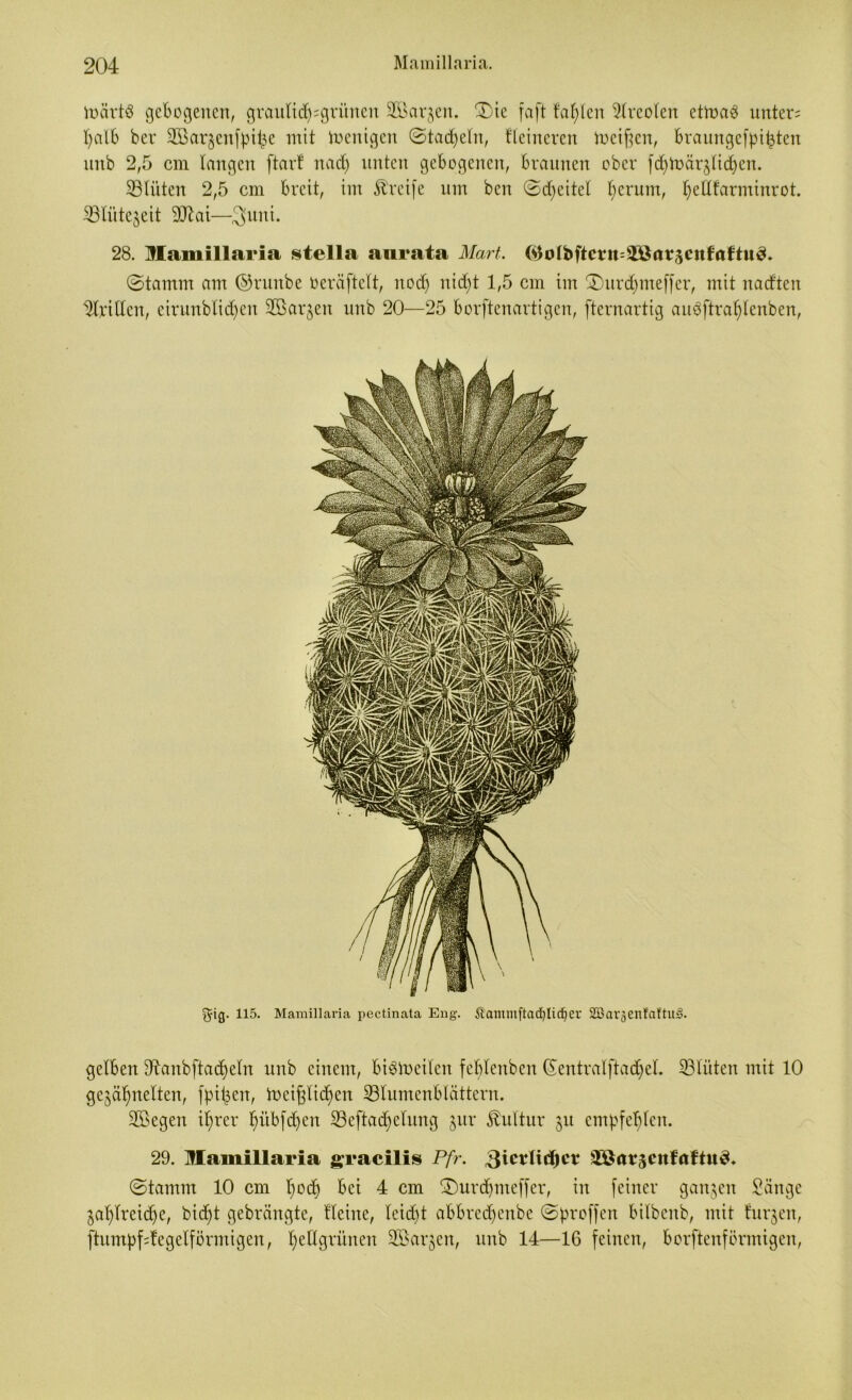 liuirtö gebogenen, graulidjsgriinen SSargen. £>ie faft fallen 9lrcolen etroa# unter; halb bev 2Bargcnfpit3e mit Zeitigen ©tackeln, Heineren meinen, braungcfpitden unb 2,5 cm langen ftart nad) unten gebogenen, braunen ober fd)märglid)cn. ©litten 2,5 cm breit, im Greife um ben ©djeitel t)erum, l)ellfarminrot. 28. Mamillaria stella anrata Mart. (ilolbftcrn^Jöarscnfflftu^ ©tamm am ©runbe Oeräftclt, ttod) nid)t 1,5 cm im ©)urd)meffcr, mit nadten drillen, eirunblid>en ©Sargen unb 20—25 borftenartigen, fternartig auöftral)lenben, gelben dtanbftacheln unb einem, biStoeilen feblenben ©entralftad)el. ©litten mit 10 gegähnelten, fpi^en, lnci^lid>cn ©lumenblättern. ©Segen ihrer hübfdfen ©cftad)clung gur Kultur git empfehlen. 29. Mamillaria gracilis Pfr. 3ic*ltcf)er ©öntscitfaftu^. ©tamm 10 cm l)od) bei 4 cm ®urd)iueffer, in feiner gangen Sänge gasreiche, bidft gebrängte, Heine, leicht abbrcd>cnbc ©proffen bilbenb, mit Htrgen, ftumpfdegclförntigen, hellgrünen ©Sargen, unb 14—16 feinen, borftenförmigen, gig. 115. Mamillaria pectinata Eng. Sammftad)lic^er SBavjentaftud.