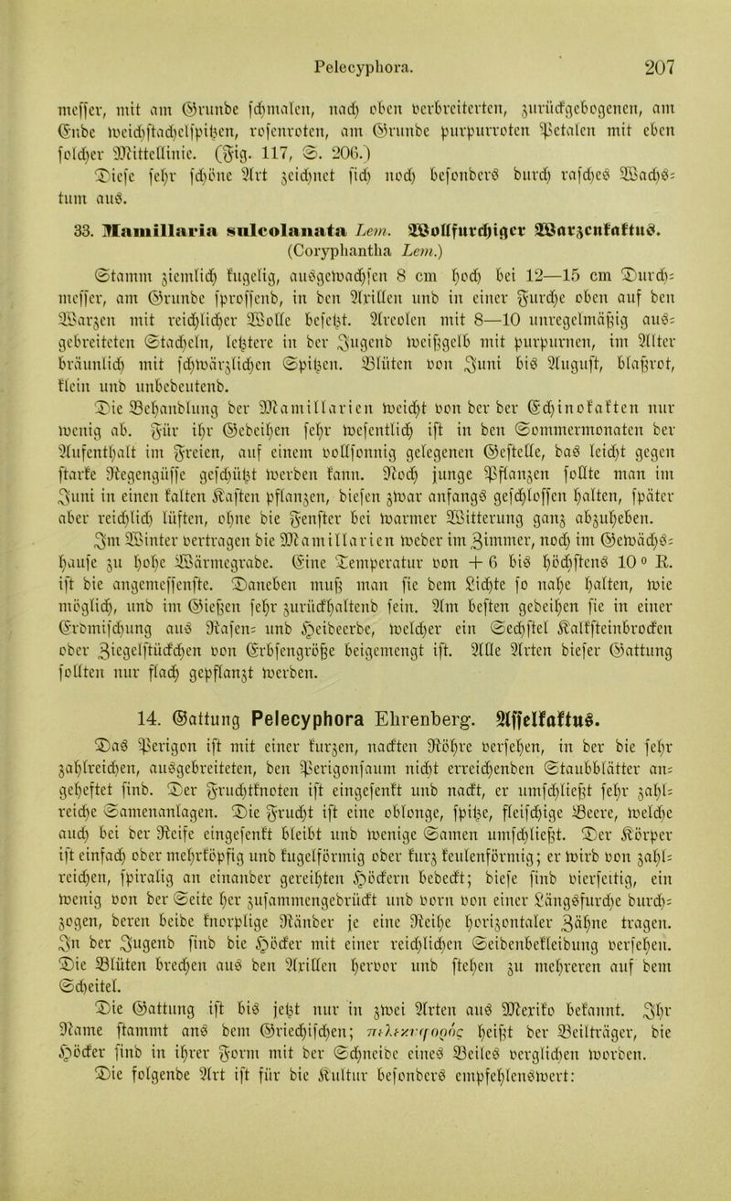 meffer, mit am ©runbe fhmaleit, nach oben oerbrcitertcu, zurüdgebogenen, am (Snbe eid>ftad>c 1 fpi13en, rofenroten, am ©runbe purpurroten fetalen mit eben fold)er Mittellinie, (gig. 117, ©. 206.) Tiefe fel;r fdjöne Art jeidptet fid) nod) befonberS burdj rafdjeS 2Sad)S= tum auS. 33. Mamillaria snlcolanata Lern. 2£ollfurcf)igcr ä&a?3Cttfaftu$* (Coryphantha Lern.) ©tamnt ziemlich fugelig, auSgetoadjfen 8 cm I;od) bei 12—15 cm Turdj5 meffer, am ©runbe fproffenb, in ben Stritten nnb in einer gurdje oben auf beit SBarjeit mit reichlicher Tßolle befet^t. Areolen mit 8—10 unregelmäßig auS; gebreiteten ©tadjcln, letztere in ber gugenb ioeißgelb mit purpurnen, im Alter bräunlich mit fd^toär^lidjen ©pifcen. 23lüten oen 3uni bis Auguft, blaßrot, Hein nnb unbebeutenb. Tie SBeljanblung ber Mamillarien foeid)t oon ber ber (Sdjinofaften nur loenig ab. gür il)v ©ebcil)en feb)r toefentlid) ift in ben ©ommermonaten ber Aufenthalt im freien, auf einem oollfonnig gelegenen ©eftette, baS leidet gegen ftarfe Dlegengüffe gefhütjt toerben fann. Aod) junge Sßflangen füllte man im 3uni in einen falten haften pflanzen, biefen ztoar anfangs gefd)loffcn halten, fpäter aber reichlich lüften, ohne bie fyenftev bei toarmer Witterung ganz abzuheben. 3tn Sßinter Oertragen bie Mamillarien Io eher im 3 immer, nod) im ©emädjS; häufe 311 h°he Tßärmegrabe. (Sine Temperatur oon + 6 bis t)öd)ftenS 100 R. ift bie angemeffenfte. daneben muß man fie bem Sichte fo nahe halten, toie möglich, nnb im ©ießen feljr zurüdljaltenb fein. Am beften gebeten fie in einer (Srömifdjung auS fftafem nnb §eibeerbe, Welcher ein ©ed)ftel ^alffteinbroden ober 3iegelftüdd)en oon (Srbfengröße beigemengt ift. AOe Arten biefer ©attung füllten nur flach gepflanzt toerben. 14. ©attung Pelecyphora Ehrenberg. SlffelfaftuS. TaS ^erigon ift mit einer furzen, naeften fftöhre Oerfel)en, in ber bie fel)r zahlreichen, auSgebreiteten, ben Sperigonfaunt nicht erreidjenben ©taubblätter am geheftet finb. Ter grud)tfnoten ift eingefenft unb nadt, er umfdfließt fel)r zal)l= reihe ©amenanlagen. Tie grudjt ift eine oblonge, fpiße, fleifdjige Secre, loeld)e auch bei ber dteife eingefenft bleibt unb toenige ©amen umfdjließt. Ter Körper ift einfad) ober mehrföpfig unb fugeiförmig ober furz feulenförmig; er toirb oon zal)l= reihen, fpiralig an einanber gereihten §ödern bebedt; biefe finb oierfettig, ein toenig oon ber ©eite her zufammengebrüdt unb Oorn oon einer SängSfurdje burh= Zogen, bereu beibe fnorplige Räuber je eine 9teil)e hor^°ntaXer 3ähne tragen, gn ber gugenb finb bie §öder mit einer reichlichen ©eibenbefleibung Oerfef)en. Tie 33lüten bred)en auS ben Ariden heooor unb flehen 311 mehreren auf bem ©heitel. Tie ©attung ift bis jefct nur in zioei Arten anS Merifo befannt. 3hr Aame ftammt anS bem ©riehifdjen; nth-xvffOQng heißt ber 33eilträger, bie §öder finb in ihrer gönn mit ber ©djneibe eines SeileS ocrglidjen toorben. Tie folgenbe Art ift für bie Kultur befonberS empfel)lenSloert: