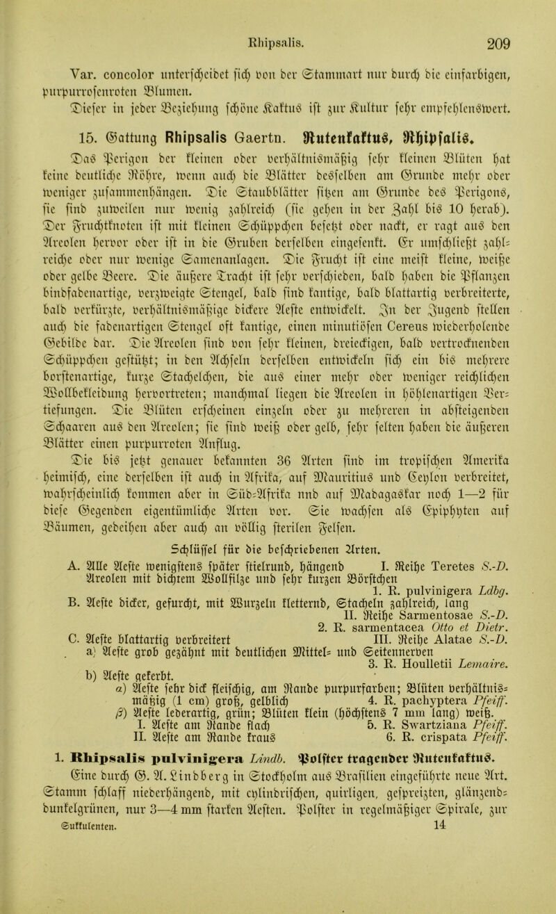 Var. concolor unterfdpeibet fid) reit ber ©tammart nur burdp bic einfarbigen, purpurrofenroten ©turnen. tiefer in jeber ©cgiepuitg fdpöne ^aftnö ift §ur Kultur fepr empfcplemStoert. 15. ©attung Rhipsalis Gaertn. SftutenfaftuS, 2)aö ^erigon ber Heilten ober berpättniämäfjig fe^r Heilten ©tüten pat teilte beutlid)e 9töpre, trenn and) bic ©tättcr beleihen am ©ruitbe mepr ober treniger gufantmenpängen. $£)ie ©taubblätter fitzen am ©runbe bcö Sßerigonä, fie finb gutoeilen nur trenig gaptreiep (fie gepeit in ber G3 10 fjerab). ©er fjrudptfnoten ift mit ticinen ©d)üppdpen befeßt ober naeft, er ragt attö ben 2lreolen Terror ober ift in bie ©ruben berfetben eingefenR. ©r umfdpließt gapt= rcid)e ober nur trenige ©amenanlagcn. ®ic $rucpt ift eine meift Heine, tneiße ober gelbe ©ccre. ®ie äußere £radpt ift fel;r oerfdjieben, batb pabeit bic Sjßftangen binbfabenartige, bergtoeigte ©tenget, batb finb tantige, batb blattartig verbreiterte, batb rerfüllte, oerpältniömäßige bidere 2tefte enttoidelt. 3n ber 3ugenb ftetten and) bic fabenartigen ©tenget oft tantige, einen minutiöfen Cereus toieberpolenbe ©ebitbc bar. ©)ie 2lreolen finb Veit fepr Heilten, breiedigett, batb Oertrodnenbcit ©dpüppdfen gcftüipt; in ben 21dpfetn berfetben enttoidetn ficf> ein bis mehrere borftenartige, furge ©tadjelcpen, bie auS einer mepr ober treniger reidplidpen SBottbetteibung peroortreten; ntandjmal liegen bie 2treolen in pöptenartigen ©er= tiefungen. ®ie ©tüten erf dp einen einzeln ober ju mehreren in abfteigenben ©paaren auS ben 2trecten; fie finb toeiß ober gelb, fepr fetten paben bie äußeren ©tättcr einen purpurroten 2lnftug. t£)ie bis jetjt genauer betannten 36 2trten finb im tropifepen 2lmerita peimifdp, eine berfetben ift aud) in 2lfrifa, auf Mauritius unb ©eßton Oerbreitet, toaprfdpeinlidß tommen aber in ©üb=2lfrita nnb auf ©tabagaSfar noep 1—2 für biefe ©egenben eigentümtidpe 2trten Oor. ©ie toadpfen als ©pippßten auf ©äunten, geheimen aber auep an völlig fteriten Reifen. Scplüffel für bie befeßrtebenen 2trten. A. 2HIe Slefte loenigftenS fpäter ftietrunb, ßängenb I. .sfteipe Teretes S.-D. Areolen mit bieptem SBoIIfitge unb fepr turgen ©örftdpen 1. R. pnlvinigera Lclbg. B. Stefte btder, gefurept, mit Sßurgelit Hetternb, ©tadpetn gaplreicp, lang II. Steiße Sarmentosae S.-D. 2. R. sarmentacea Otto et Dietr. C. Slefte blattartig Verbreitert III. Steiße Alatae S.-D. a) Stefte grob gegäßnt mit beuttiepen 9JHttet= ttttb ©eitennerben 3. R. Houlletii Lemaire. b) 2tefte geferbt. a) Slefte febr bid fteifepig, am Stanbe purpurfarben; ©tüten berpättni§= mäßig (1 cm) groß, gelblid) 4. R. pachyptera Pfeiff. ß) 2Iefte leberartig, grün; ©litten Hein (ßöcßftenS 7 mm lang) tneife. I. 2lefte am Staube ftaep 5. R. Swartziana Pfeiff. II. Slefte am Staube frauS 6. R. crispata Pfeiff. 1. Rliipsalis pulvinigera Lindb. ^olfter tragenber OtttteitfaftuS. ©ine burdp ©. 2t. Sinbberg in ©todpotm auS ©rafitien eingefüprte neue 2trt. ©tamm fdptaff nieberpängenb, mit cplinbrifdpen, quirligen, gefpreigten, gtängenb- bunfetgrünen, nur 3—4 mm ftarfen 2teften. ^otfter in regelmäßiger ©pirate, gitr ©uffulenten. 14