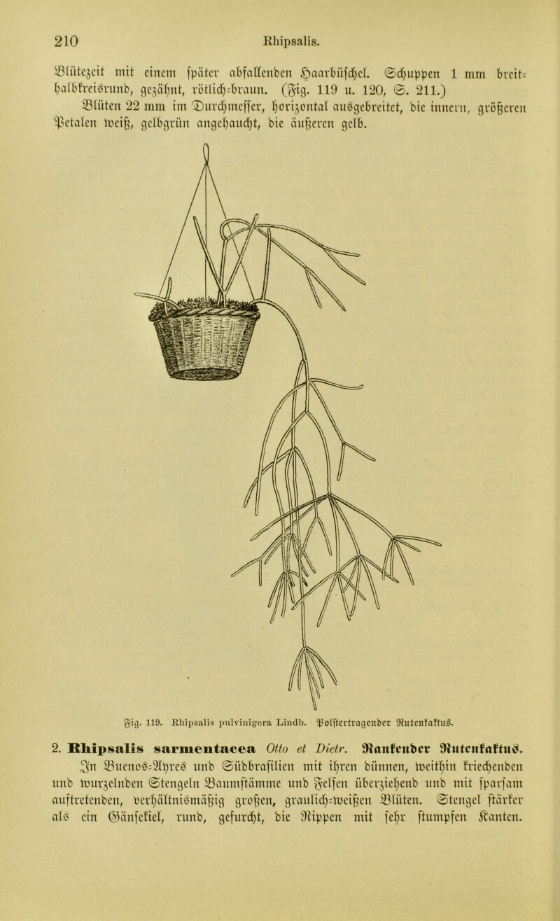 ©lütegcit mit einem fpäter abfattenben §aarbüfd)cl. (Sdjuppen 1 mm brcit= palbfreiörimb, gegähnt, rötlidj=braun. (gig. 119 u. 120, (S. 211.) ©litten 22 mm im £)urdjmeßer, porijontal auögebreitct, bic inncnt, größeren fetalen iueiß, gelbgrün angepaucfyt, bic äußeren gelb. 2. Khipsalis sarmentacea Otto et Dietr. ülanfcitbct 9iutcnfaftud. ©ueno£=5lt)re3 unb ©i'tbbrafilien mit ißrcn bünnen, toeittyin Iriccpenben unb ftmrjelnben (Stengeln ©aumftämme unb gelfen iiberjiepcnb unb mit fparfam auftretenben, öerl)ältni3mäßig großen, graitlid^toeißen ©litten. (Stengel [tarier alö ein ©änfetiet, runb, gefurdjt, bie ©ippen mit fepr ftumpfen kanten.
