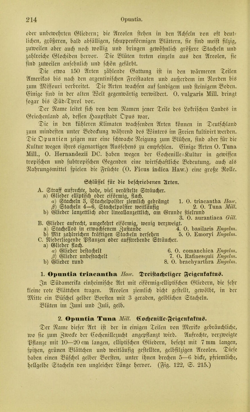 ober unbeWeprten ©liebem; bie Alveolen fielen in ben ©cpfcln üon oft beut; lidjcit, gvö§eren, halb abfälligen, fcpuppenförmigen ©lättern, fie firtb meift filzig, §nWeiten aber and) ned) Wollig mtb bringen geWöpnlidp größere ©tackeln unb japlrcicpc ©locpibcit perbor. Oie ©lüten treten einzeln au3 ben Areolen, fie finb ^uWeilen anfepnlidp unb föpön gefärbt. Oie etwa 150 Wirten jäplenbe ©attung ift in ben inärmeren ©eilen ©mcrifaö bis itad) ben argentinifcpen greiftaaten unb aufjerbem im korben bie $um SJiiffouri verbreitet. Oie ©rten Wacpfen auf fanbigem unb fteinigem ©oben. (Sinige finb in ber alten ©Seit gegenwärtig berWilbert. 0. vulgaris Mill. bringt fogar bie ©üd©prol bor. Oer ©ante leitet fid) bon beut Manien jener ©eile bee Sofrifcpen SanbeS in ©riecpenlanb ab, beffen §auptftabt DpuS War. Oie in ben füpleren ^limaten Wadpfenben ©rten fönnen in Oeutfcplanb jum minbeften unter ©ebecfung Wäprenb bee ©Untere im freien fultibirt Werben. Oie Opuntien geigen nur eine fdpWadpe Neigung $um ©lüpen, finb aber für bie Kultur Wegen ipreS eigenartigen ©uSfepenS ju empfehlen, ©inigc ©rten 0. Tuna Mill., 0. Hernandezii DC. paben Wegen ber ©odpenillesKultur in geWiffen tropifdpen unb fubtropifdpen ©egenben eine Wirtfd)aftlid)e ©ebeutung, aitcp ale ©aprungömittet fpielen bie ^yriicf)te (0. Ficus indica Haw.) eine grofje ©olle. ©cplüffel für bte befcprtebenen ©rten. A. (Straff aufrechte, bope, Viel beräftelte ©träucper. a) ©lieber elliptifd) ober eiförmig, ftadO. a) ©tadjeln 3, ©tacpelpolfter giemltd) gebrängt 1. 0. triacantha Haw. ß) ©tadeln 4—6, ©tacpelpolfter Weitläufig ' 2. 0. Tuna Mill. b) ©lieber langettlicp ober lineallangettlid), am ©runbe ftielrunb 3. 0. aurantiaca Gill. B. ©lieber aufrecht, umgefeprt eiförmig, Wenig bergWeigt. a) ©tacpedos? in erWad)[enem duftanbc 4. 0. basilaris Engelm. b) SOlit galjlreidjen fräftigen ©tadheln berfepcn 5. 0. Emoryi Engelm. C. ©ieberltegenbe $flan§en ober aufftrebenbe ©träucper. a) ©lieber flad). «) ©lieber beftacpelt 6. 0. comanchica Engelm. ß) ©lieber unbeftacpelt 7. 0. Bafinesquii Engelm. b) ©lieber runb 8. 0. brachyarthra Engelm. 1. Opuntia triacantha Haw. Omftüdjeligct ^fcigcufaftuS. 3fn ©übamerifa einpeimifdpe ©rt mit ciförmig^elliptifcpen ©liebem, bie fepr Beine rote ©lättcf>en tragen, ©reden jiemlid) bidpt geftellt, gewölbt, in ber ©titte ein ©itfdjel gelber ©orften mit 3 geraben, getblidpen ©tadeln. ©tüten im JJuni unb 3itli, gelb. 2. Opuntia Tuna Mill. (Socftcntüc^wigcttfaftu^. Oer ©ante biefer ©rt ift ber in einigen ©eilen bon ©terito gebräuchliche. Wo fie jitm 3d>ede ber ©od)enitlc^uc^t angepflanjt Wirb. ©ufredpte, berjWcigte ©flanke mit 10—20 cm langen, etliptifdpen ©liebem, befept mit 7 mm langen, fpipcn, grünen ©lättdjen unb Weitläufig gefteIXten, getbfilgigen ©reden. Oiefc paben einen ©iifdjel gelber ©orften, unter ipnen bred)en 5—6 bicfc, pfrientlicpe, pellgelbe ©tadfeln bon ungleicher Sänge perbor. (§ig. 122, ©. 215.)