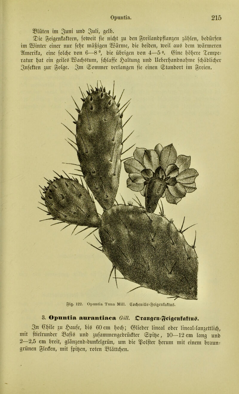 ^Blüten im 3uni itnb Suli, gelb. ©)ic geigenfaftecn, fotoeit (ic nidjt $u beit grcilaubpfianjen gä^len, Bebürfen im hinter einer nur fef)r mäßigen 9S>ärnte, bie beiben, toeil aub bcm inärmeren 9lmcrit'a, eine foldje Don 6—8 °, bie übrigen Don 4—5 °. (Sine fjöfjere ^empe; ratur fyat ein geileb ad) b tu nt, fdytaffe Spaltung nnb Ueberf)anbnaf)me [d)äblid)er 3n[eften §ur fyotge. 3m ©ommer bedangen fie einen ©tanbert im freien. ^ig- 122. Opuntia Tuna Mill. @od)enifle==|$eigenfattit§. 3. Opuntia anrantiaca Gill. ©tattgen^etgcttföfhteü 3n CS^tle $u §aufe, bib 60 cm §odj; ©lieber lineal ober lineaWanjettlicl), mit ftielrunber 33a[ib unb §u[ammengebrüdter ©pit^e, 10—12 cm lang nnb 2—2,5 cm breit, glänjenb^bunfelgrün, um bie Sßolfter f)erunt mit einem braun; grünen gierten, mit fpifccn, roten 23lättdjen.