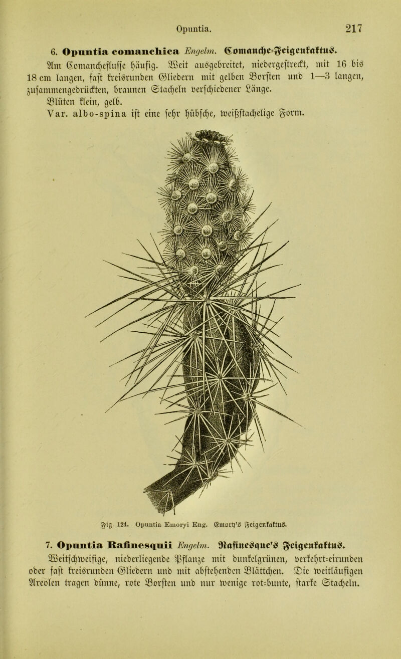 6. Opuntia comanchica Engelm. (£0iimnd)C=$cigcttfitt'tu3» 2lm (ütomandfefluffe ^äuftg. 2Bcit auögebreitet, ntebergcftrccft, mit 16 bi$ 18 cm langen, faft treiärunben ©liebem mit gelben 33orften nnb 1—3 langen, jnfammengebrüdften, braunen ©tadeln Oerfdficbener Sänge. SBlittcn Hein, gelb. Var. albo-spina ift eine fcf)r tyübfdje, locif;ftad)etige ^ovm. ^yig. 124. Opuntia Emoryi Eng. f^cigcnfaftuS. 7. Opuntia Rafiiiesquii Engelm. 9tafiuc3r|ttcr$ ^ycißcnföftnc** 2Beitfcfymeifige, nieberliegenbe ^pflanje mit bunfelgrünen, öerfefyrHeirunbett ober faft freiörunben ©liebem unb mit abftefyenben £3lättd)cn. 3)ic Weitläufigen 2lreolen tragen biinne, rote 33orften unb nur Wenige rotbunte, ftarfc ©tadjeln.