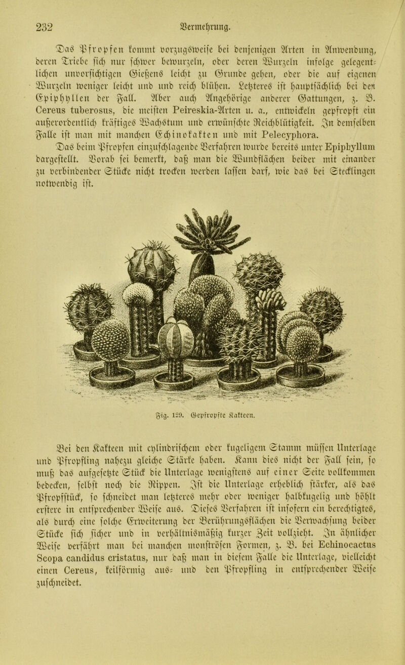 S)ab Pfropfen fommt bor$ug$toeife bet benjenigen 2trten in dmuenbung, bereit Triebe ftd) nur fd)toer beVout^cln, ober bereit SBurjcfn infolge gelegene lidjen unoorfidftigen ©icffeitb lcid)t 31t ©rttnbe gefeit, ober bie auf eigenen 2Bur$eItt toeniger leicht nnb unb reid) blühen. SefctereS ift Ifauptfädflid) bei be?i (Spiptypllcn ber galt. 9lber and; 2tngeh)örigc anbercr (Gattungen, 3. 3. Cereus tuberosus, bic nteiften Peireskia-2lrten tt. a.f entinideln gepfropft ein ciufjerorbentlid) fräftigeb 2ßad)btum unb erftmnfd)tc Sfteidjblütigfeit. $n bemfeiben fyatle ift man mit mandfen (S df in 0 falten unb mit Pelecyphora. S)ab beim pfropfen cinjufdjlagenbc Perfaf)ren fottrbe bereite unter Epiphyllum bargeftellt. Porab fei bemerft, bafj man bie SBunbflädfen beiber mit einanber 311 oerbinbenber Stüde nidft troden Serben taffen barf, tinc bab bei Stedlingcn nottoenbig ift. fyig. 159. (gepfropfte ÄaTtcen. 23ei ben Äafteen mit cplinbrifdfem ober hügeligem Stamm mttffen Unterlage unb Pfropfling nal^u gleite Starte pabcit. föamt bieb nidft ber fyad fein, fo mufe bab aufgefepte Stüd bie Unterlage tnenigftenb auf einer Seite imtlfommen bebeden, felbft nod) bic Rippen. 3ft bic Unterlage erbeblid) ftürfer, alb bab Pfropfftüd, fo fdpteibet man leiytereb ntefyr ober Ineniger halbkugelig unb böfylt erfterc in entfpredfenber 2ßeifc attb. Sncfeb Perfafyren ift infofern ein beredjtigteb, alb burd) eine foldfe (Weiterung ber 23erül)rungbftäd)eu bie Pertoadpttng beiber Stüde fid) fidfer tutb in octpältuibmäffig kurzer 3cit Doltjietyt. $n alptlidfer SBeife fcerfcifyrt man bei mandfen monftröfen gornten, 3. 23. bei Ecliinocactus Scopa candidus cristatus, nur baß man in biefent gälte bic Unterlage, oielleidtt einen Cereus, keilförmig attb; 3ufd)neibet. unb ben Pfropfling in entfpredfenber 2Beife