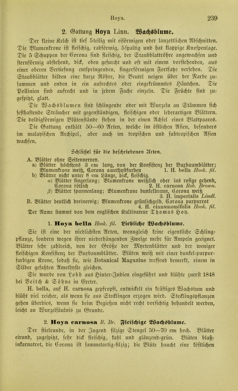 2. ©attung Hoya Linn. äBadjgMtttne, S)er Heine Md) ift tief 5teilig mit eiförmigen ober Icm^ettlidjen Slbfdhnitten. <£)ie SBlumenfrone ift fleißig, rabförmig, 5fpaltig unb f)at Happige Mofpettlage. S)ic 5 Schuppen ber ©orona finb fleifdjig, ber Staubblattröhre angemachfen unb fternförmig abftct)cnb, bi cf, oben gefurcht unb oft mit einem borftehenben, au3 einer oberen Vertiefung entfpringenben, fingerförmigen gortfafce berfehen. 2)ie (Staubblätter bilbert eine furje Vö()rc, bie ©eiltet neigen über ber 97arbe §u; famtnen unb enben in ein aufrechte# ober eingefrümmte# §äutd§en. S)ie Lotlinien finb aufrecht unb in jebent $adje einzeln. £>ie $rüdjte finb ju; gefpi^t, glatt. S)ie 2Öad)#bhinten finb fd)Iingenbc ober mit 2B urteilt an Stämmen fid> feftbaftenbe Strauber mit gegenftänbigen, fleifdjigen ober leberartigen ©tattern. ®ie bolbigfövmigen ©lütenftänbe fte^en in ber einen Sld)fel eine# ©lattpaarc#. £>ie ©attung enthält 50—60 Strten, meld)c im öftlid)eu Slfien, befonber# im malapifd)cit Slrdjipel, aber and) im tropifd)en unb fubtropifdien Slfien madffen. 5d)liif|el für bie befeprtebenen Wirten. A. ©lätter opne Seitemierben. a) ©lätter f)öd)ften§ 3 cm lang, Oon ber ^onfiften§ ber ©ujbaumblätter; ©lumenfrone meih, ©orona anietbpftfarben 1. H. bella Hook. fil. b) ©lätter nid)t unter 8 cm ßättge, btrf, fleifcpig. a) ©lätter fingerlang; ©lumenfrone meifüid) ober in§ rofige gepenb, ©orona rötlich 2. H. carnosa Rob. Brown. ß) ©lätter fpannenlang; ©lumenfrone bunfelbraun, (Korona meifc 3. H. imperialis Lindl. B. Sölätter beutlid) breinerbig; ©lumenfrone grünlicpgelb, ©orona purpurrot 4. H. cinnamomifolia Hook, fil. 2)er üftame ftammt Pon bent englifcpen Mtibateur £l)oma§ £op. 1. Hoya bella Hook. fil. SieBlidjc ©öadftfblume. Sie ift eine ber nieblicfjften Wirten, tnenngleid) feine eigentliche Schling; pflanze, fonbern Voegen ihrer nieberf)ängenben 3iueige mehr fi'm Simpeln geeignet, ©lätter fehr jahlreicb, bon ber ©röffe ber ©Xprtenblätter unb ber Weniger fleifd)igen $onfiften$ ber ©urbaumblätter. ©lüten meifj mit einer bunfel=purpur; farbigen föronc, fobafi fte, mie Botanical Magazine treffenb bemerft, einem in Silber gefaxten Slmethpfte gleichen. Sic mürbe bon £obb au# §inter;3nbien eingeführt unb blühte giterft 1848 bei Veitd) & Söhne in ©reter. H. bella, auf H. carnosa gepfropft, entmidclt ein fräftige# ©öad)#tunt unb blüht biet reicher, al# menn fic au# Sterlingen erlogen mirb. Stetflingöpflanjen gehen iiberbte#, menn fie beim ©egießen nid)t recht borfid)tig behanbelt merben, leicpt an 2Bur$clfäulni# 51t ©runbe. 2. Hoya carnosa R. Br. $leifd)igc 2öacf)3t>(ume* £)er ftielrunbe, in ber 3>ugenb filzige Stengel 50—70 cm hbd). ©lätter eirunb, jugefpi^t, fehr bid fleifdjig, fahl unb glän$enb;grün. ©lüten blaff; infarnatrot, bie ©orona ift fammetartig;fil$ig; bie ©lüte haud)t eine föftlichen